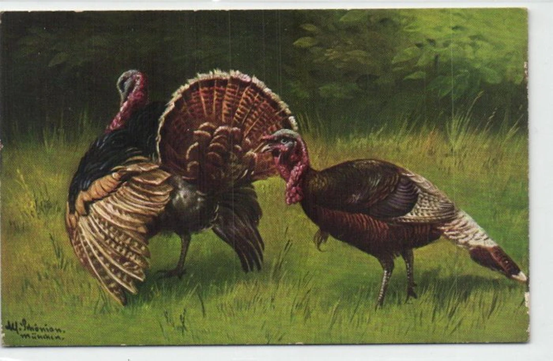 Chickens and Poultry – including ducks