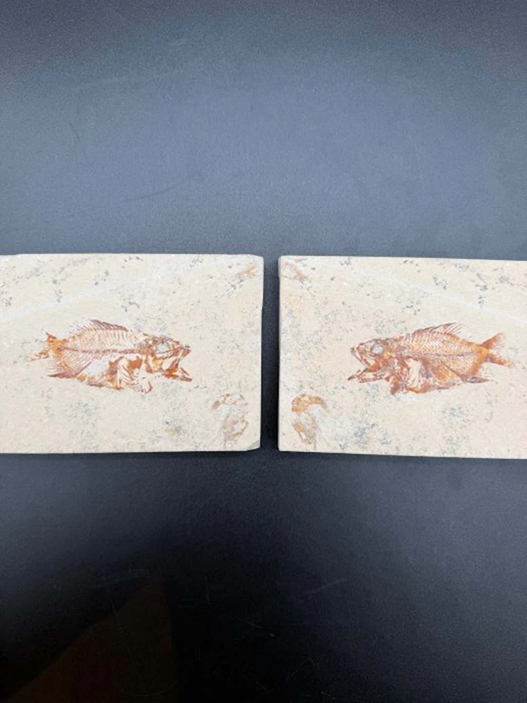Fish - Fossilised articulated skeleton - Akromysta - 10 cm - 28 cm