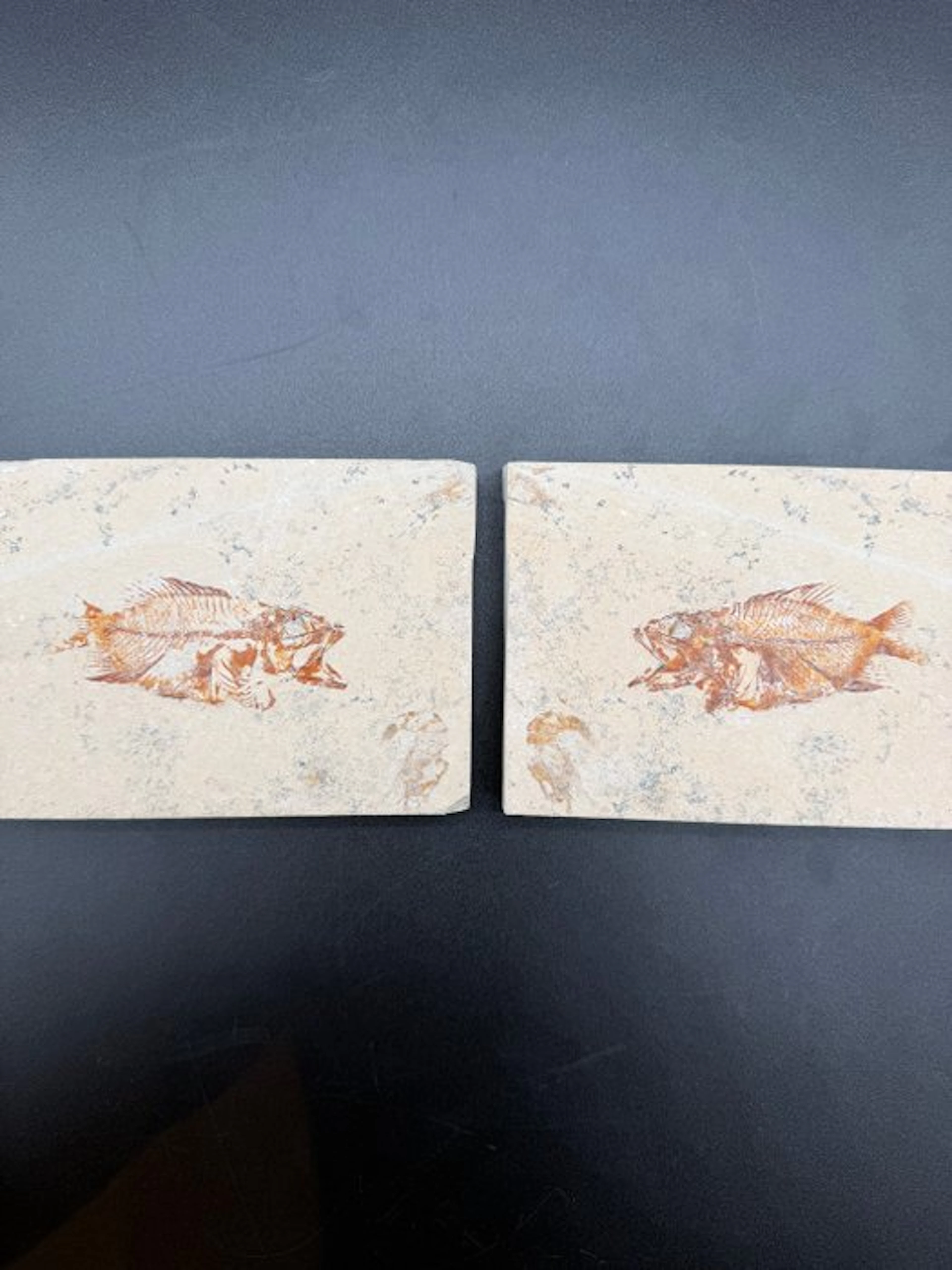 Fish - Fossilised articulated skeleton - Akromysta - 10 cm - 28 cm
