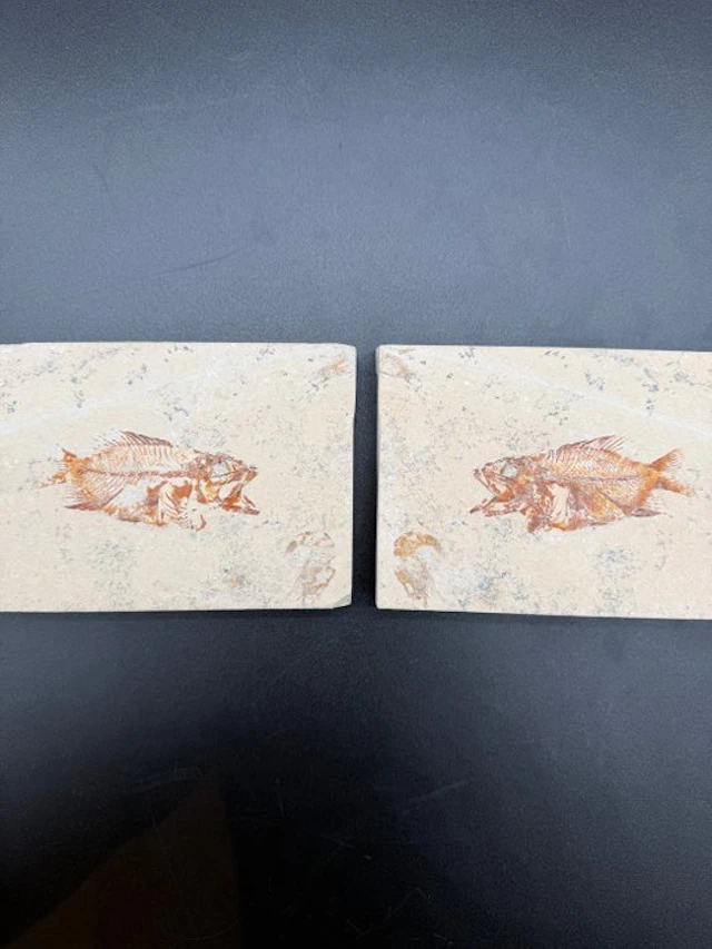 Fish - Fossilised articulated skeleton - Akromysta - 10 cm - 28 cm