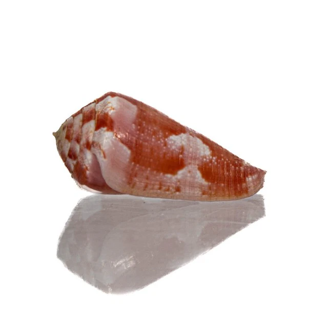 Conus gubernator – Flawless collectible in top coloration...