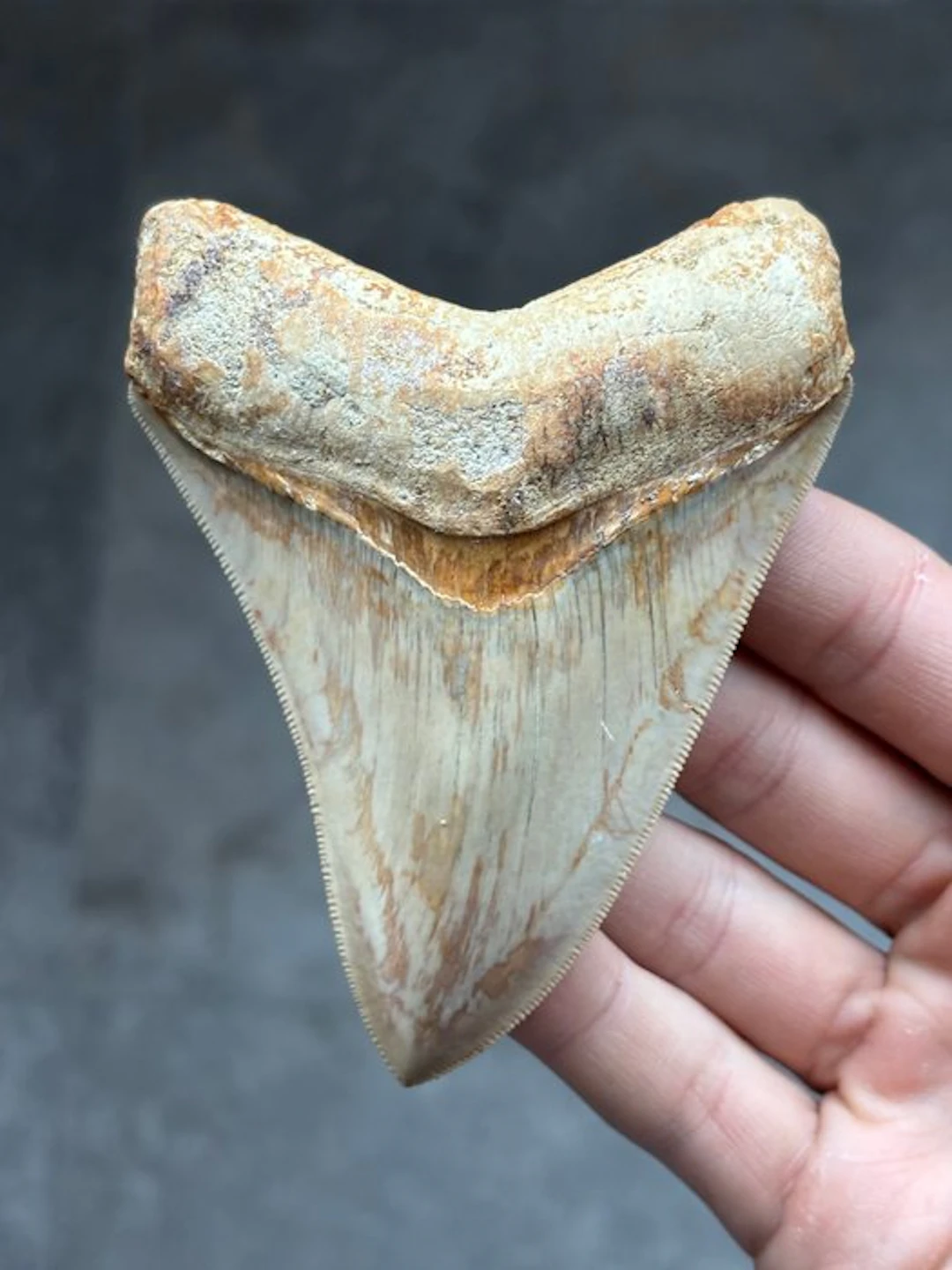 Megalodon - Fossil tooth - Otodus Megalodon - 10.82 cm - 7.75 cm