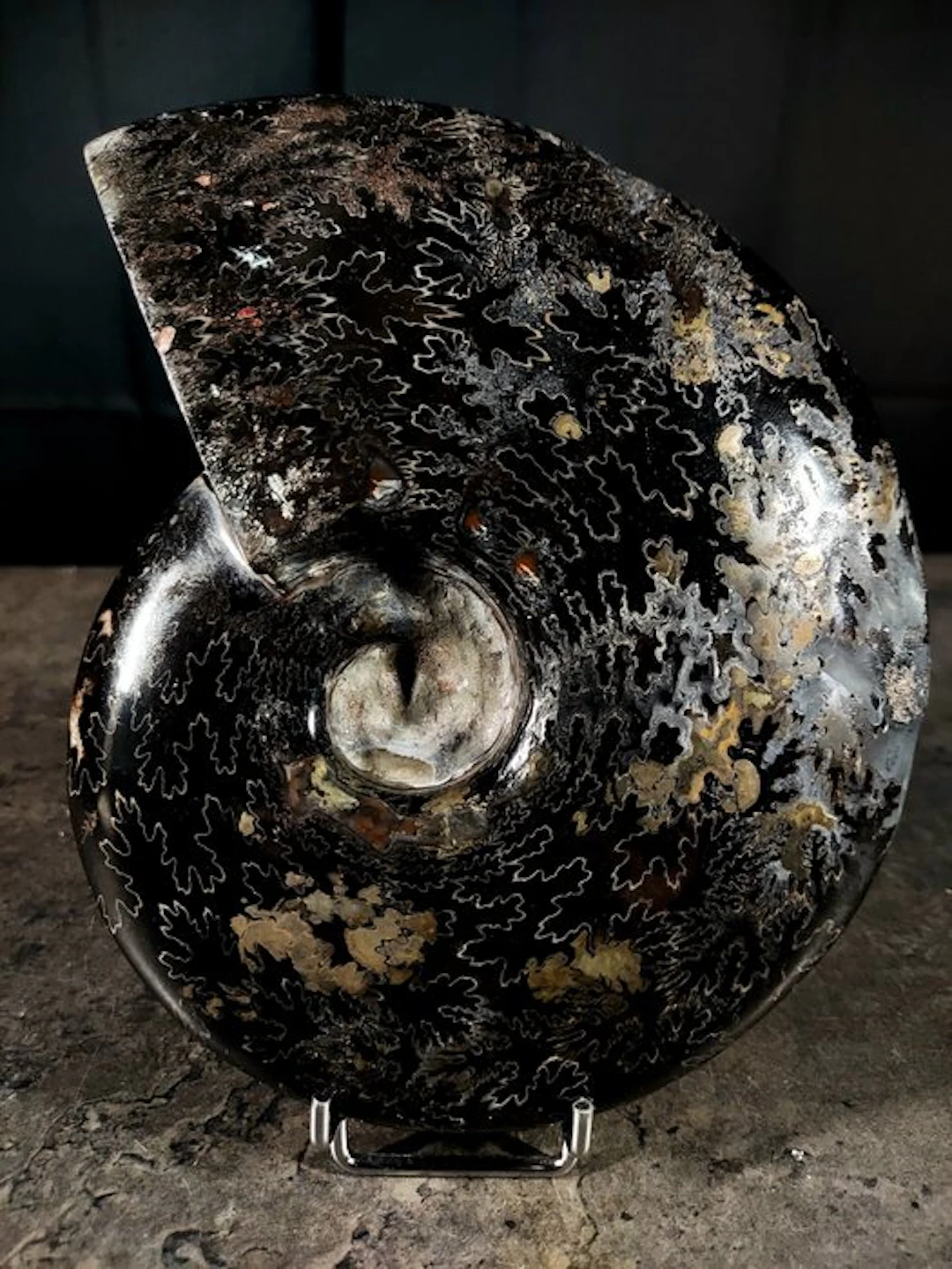 ammonite with hematite - Fossilised animal - cleoniceras sp. - 180 mm - 140 mm