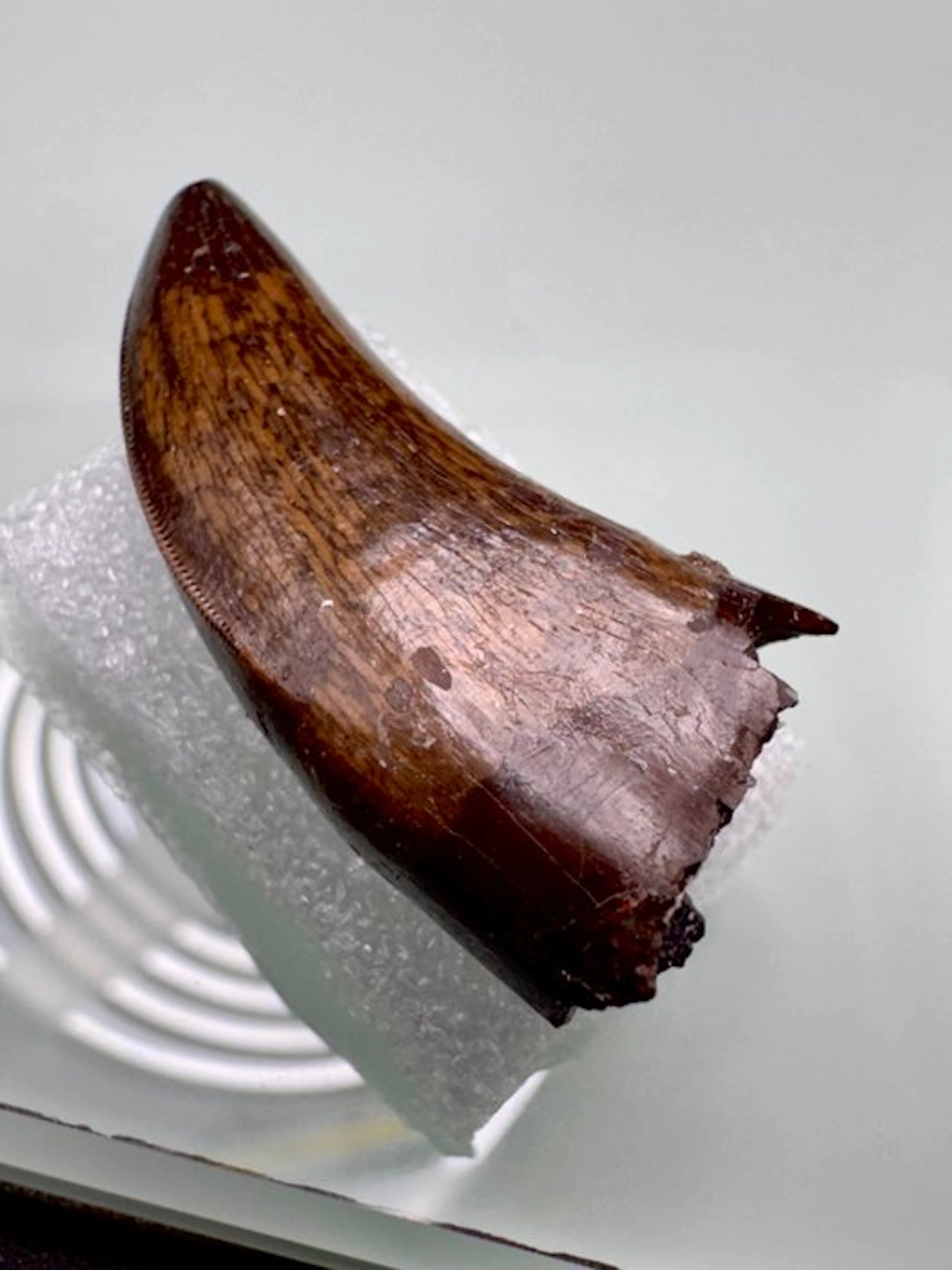 Tyrannosaurus fossil tooth (Nanotyrannus lancensis)