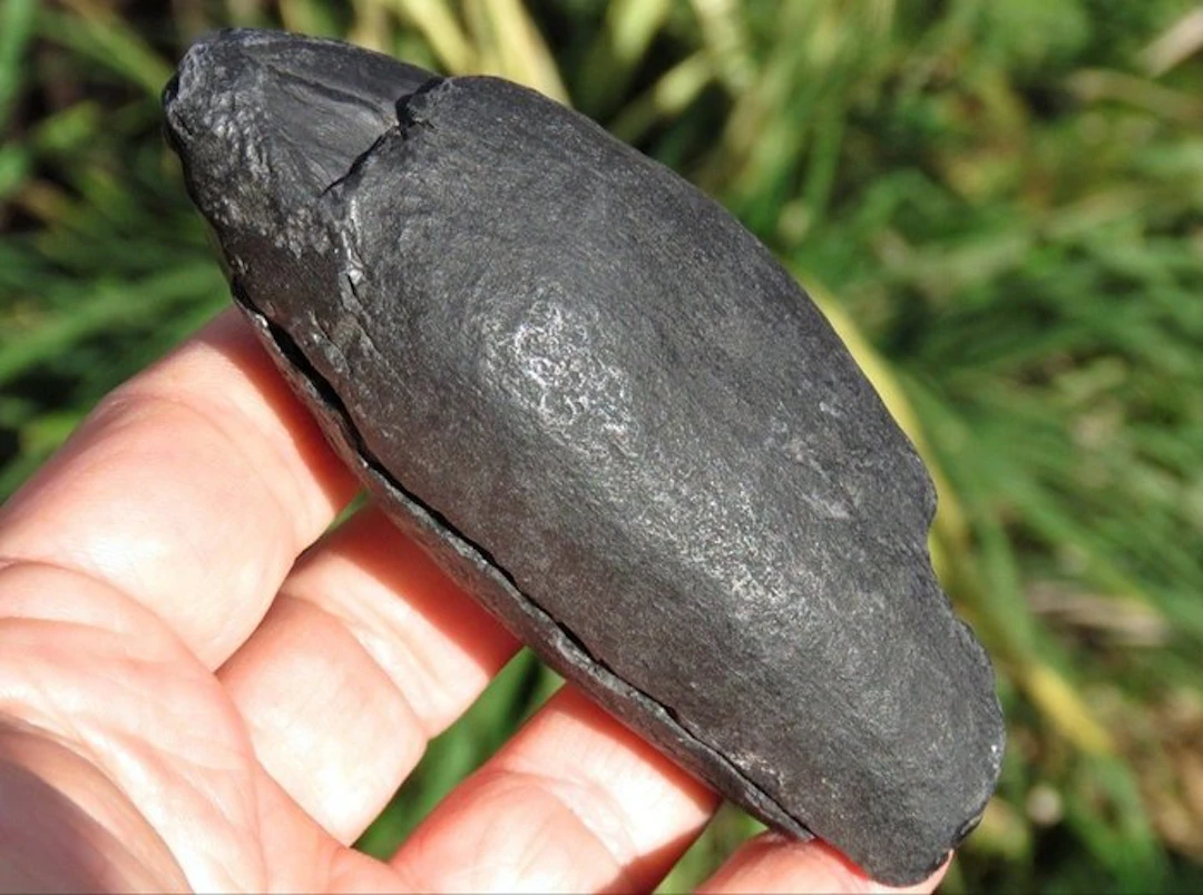 Sperm Whale - Fossil tooth - Kogiopsis - 9.5 cm - 4.3 cm