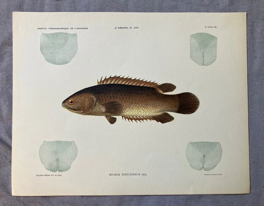 Luu-khac-Khoem - Institut Océanographique de l'Indochine...