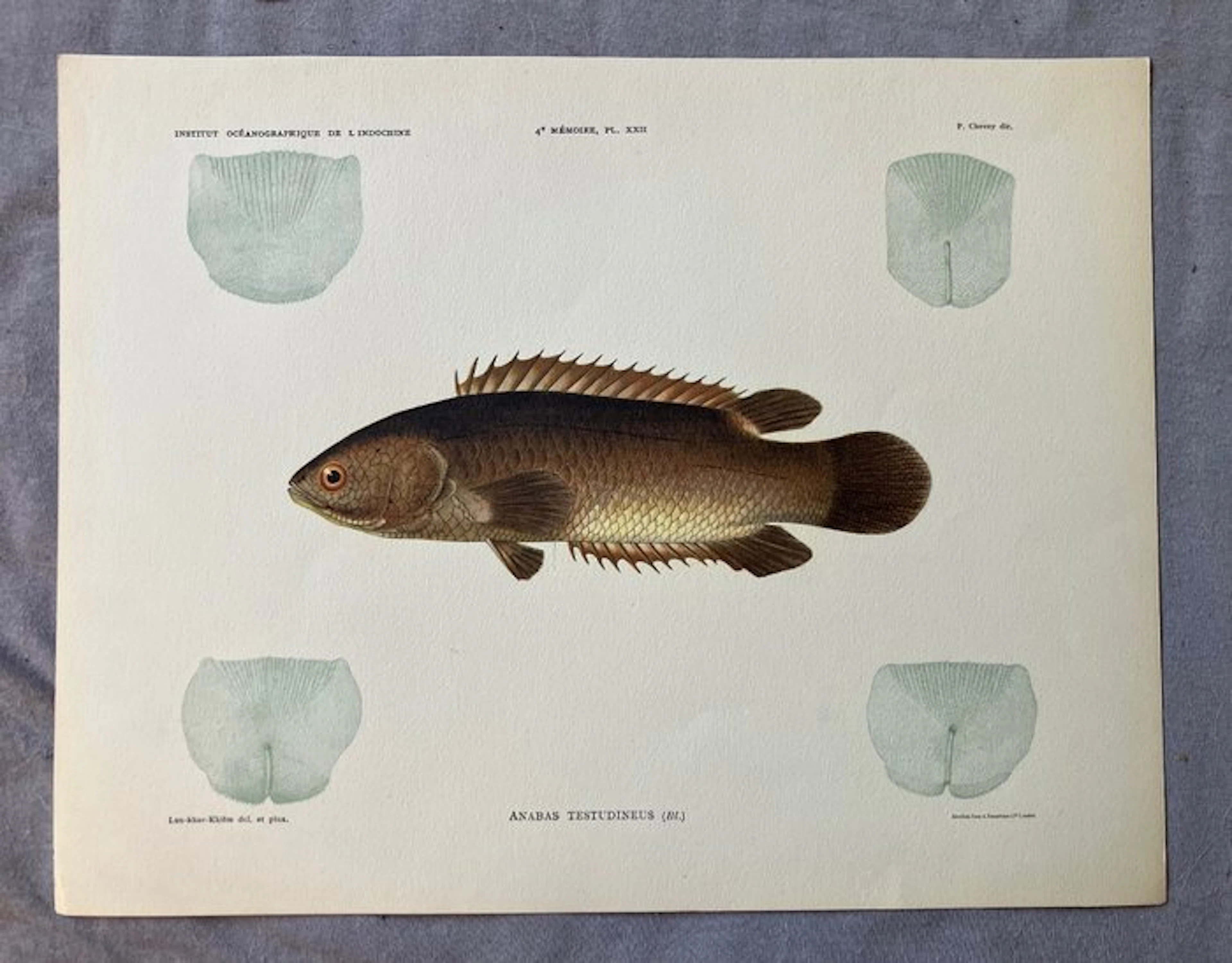 Luu-khac-Khoem - Institut Océanographique de l'Indochine...