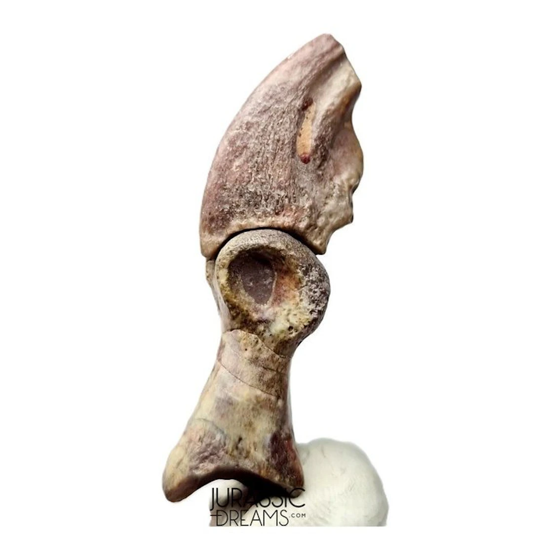 Unidentified Theropod Dinosaur Possibly Associated Digit...
