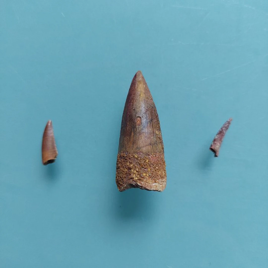 Dinosaur - Fossil tooth - Abelisaurus