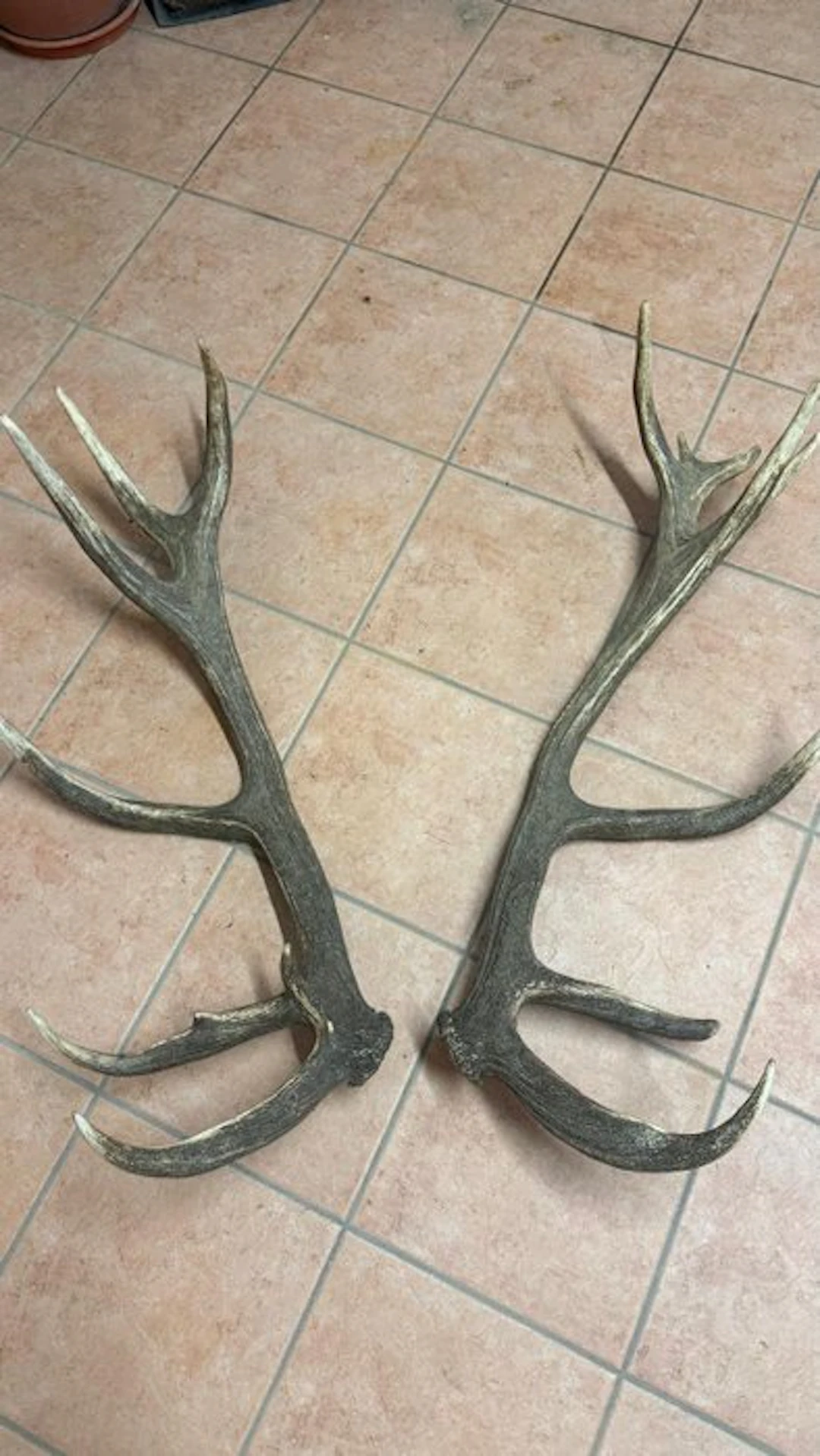 Red Deer Horns - Cervo nobile - 100 cm - 50 cm - 50 cm - (2)