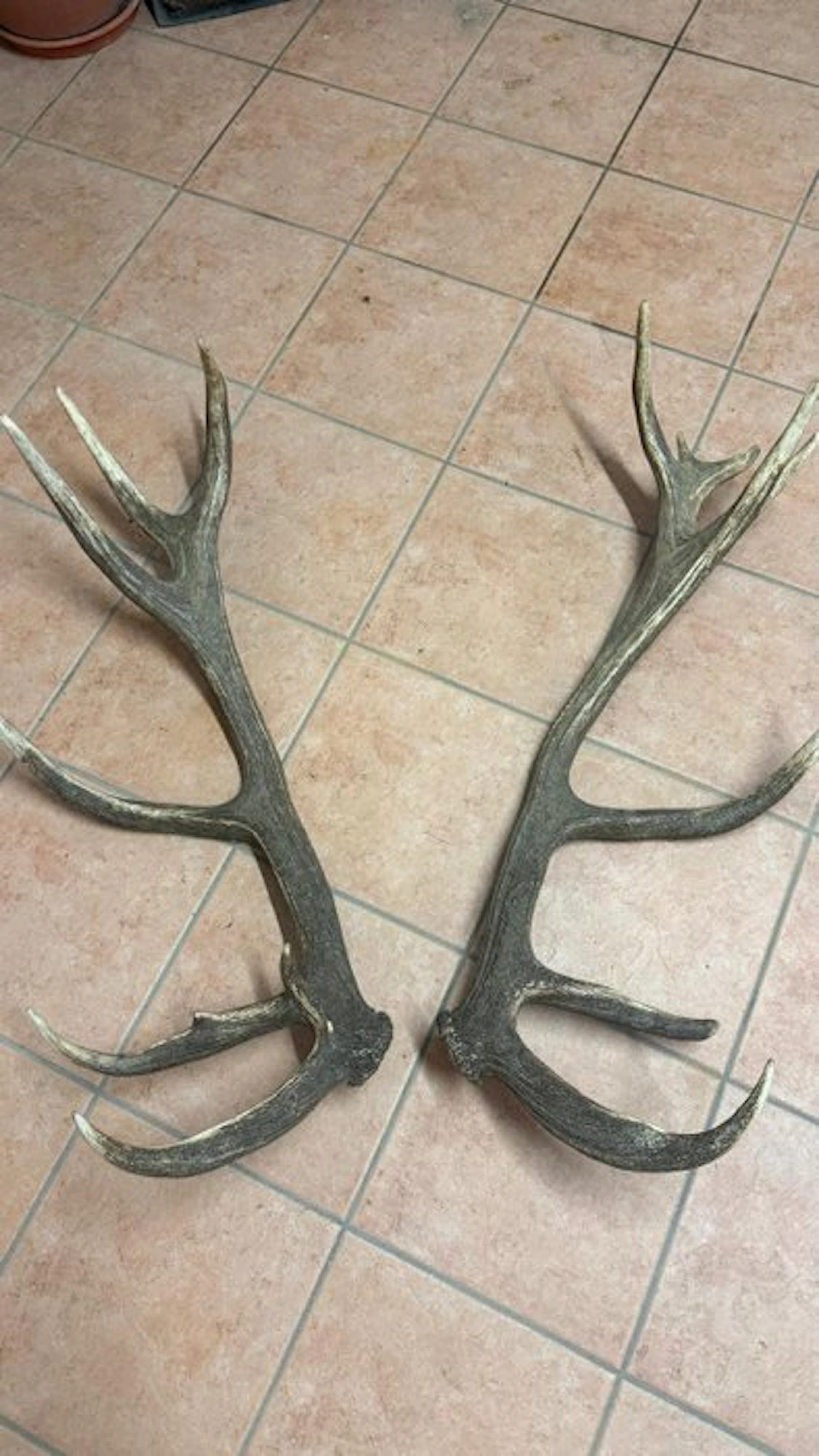 Red Deer Horns - Cervo nobile - 100 cm - 50 cm - 50 cm - (2)