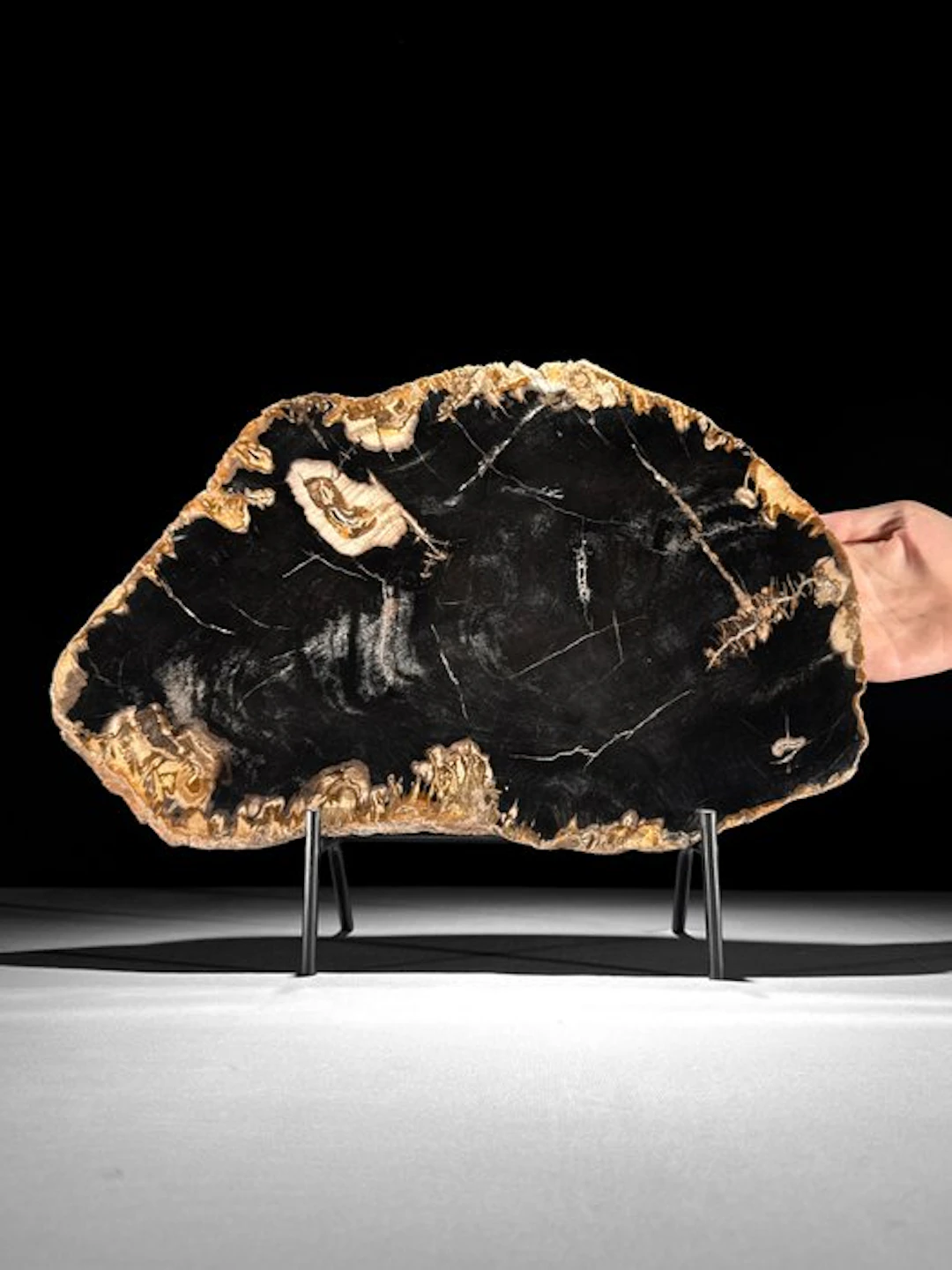 C - Wonderful Large Slice of Petrified Wood on a custom...