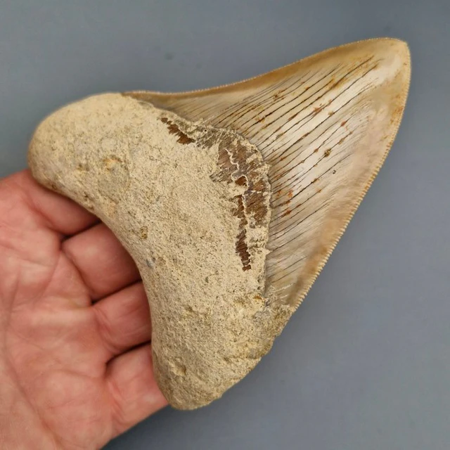 Megalodon Shark - Fossil tooth - megaselachus megalodon...