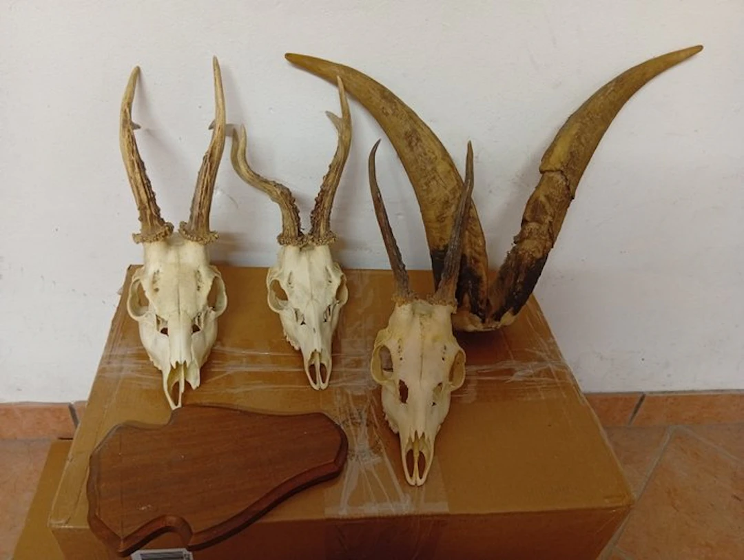 Roebuck Skull with antlers - Capriolo - 30 cm - 30 cm - 30 cm - (5)