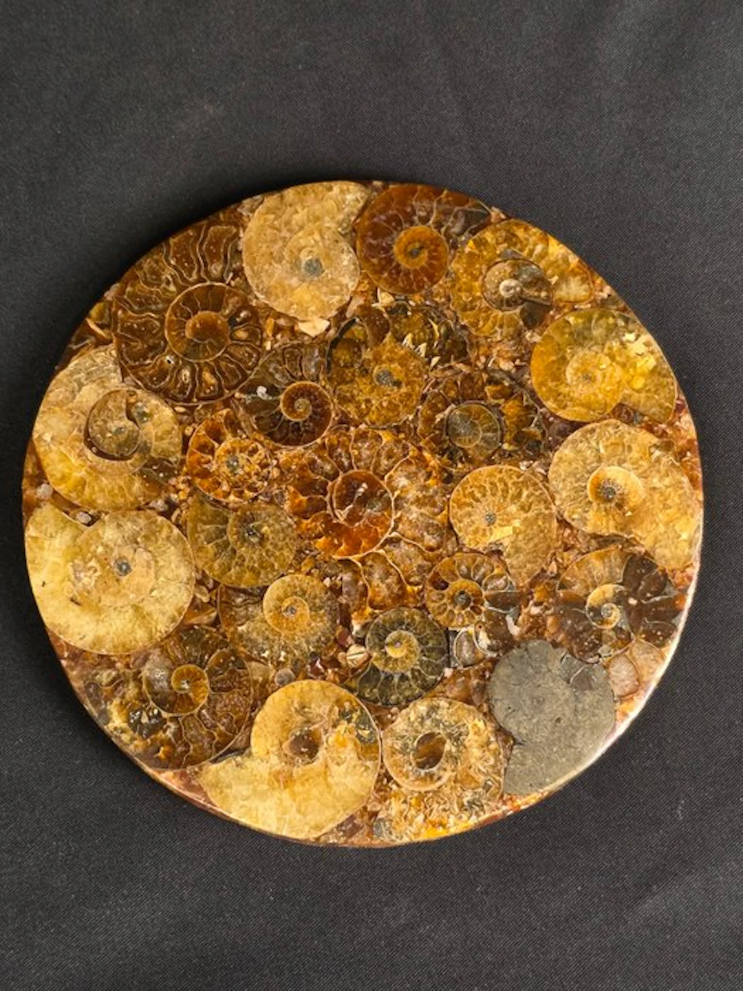 Ammonite - Fossilised animal - Aioloceras (Cleoniceras) sp