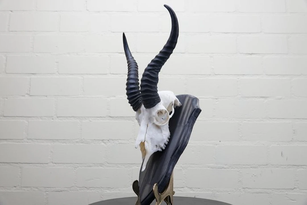 Springbok Skull - Antidorcas marsupialis - 0 cm - 0 cm - 0 cm- non-CITES