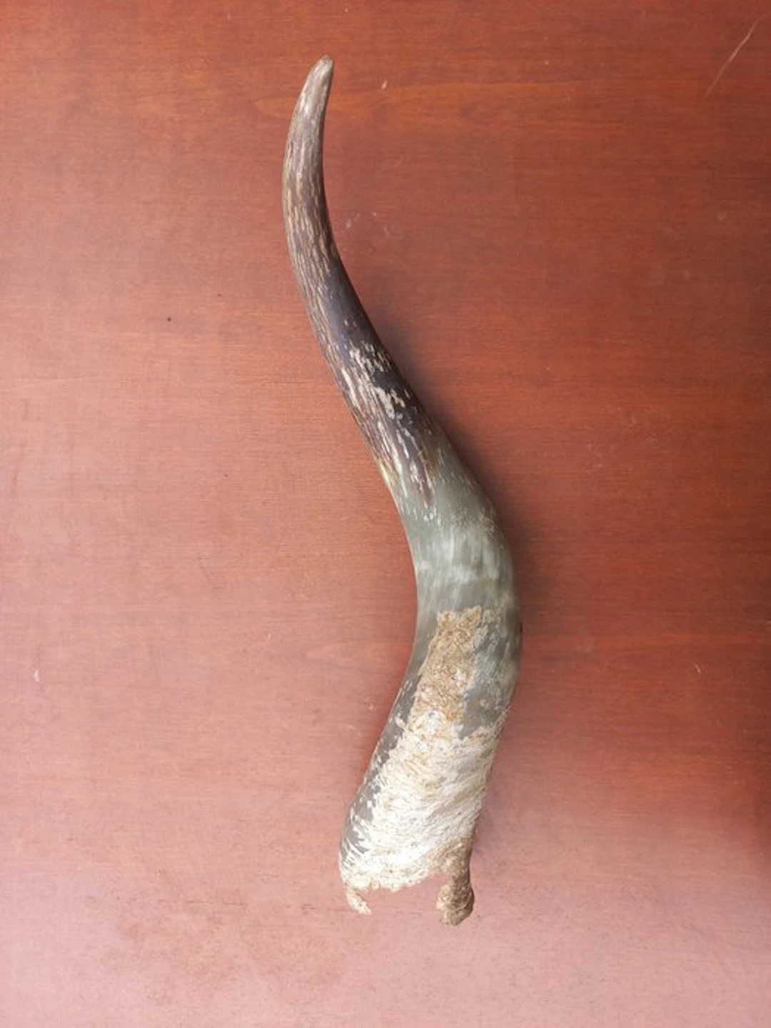 Cow Horns - Corne. - 45 cm - 4 cm - 5 cm - (1)