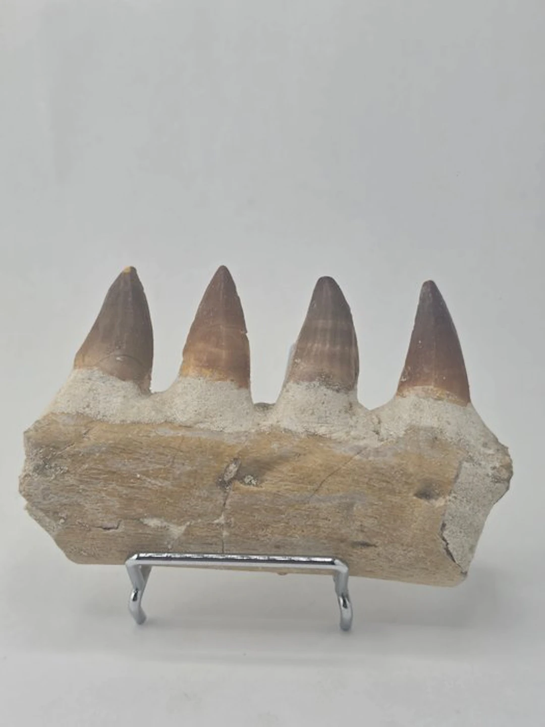 Mosasaur - Fossil tooth - Mosasaur jaw from Morocco (No reserve price)