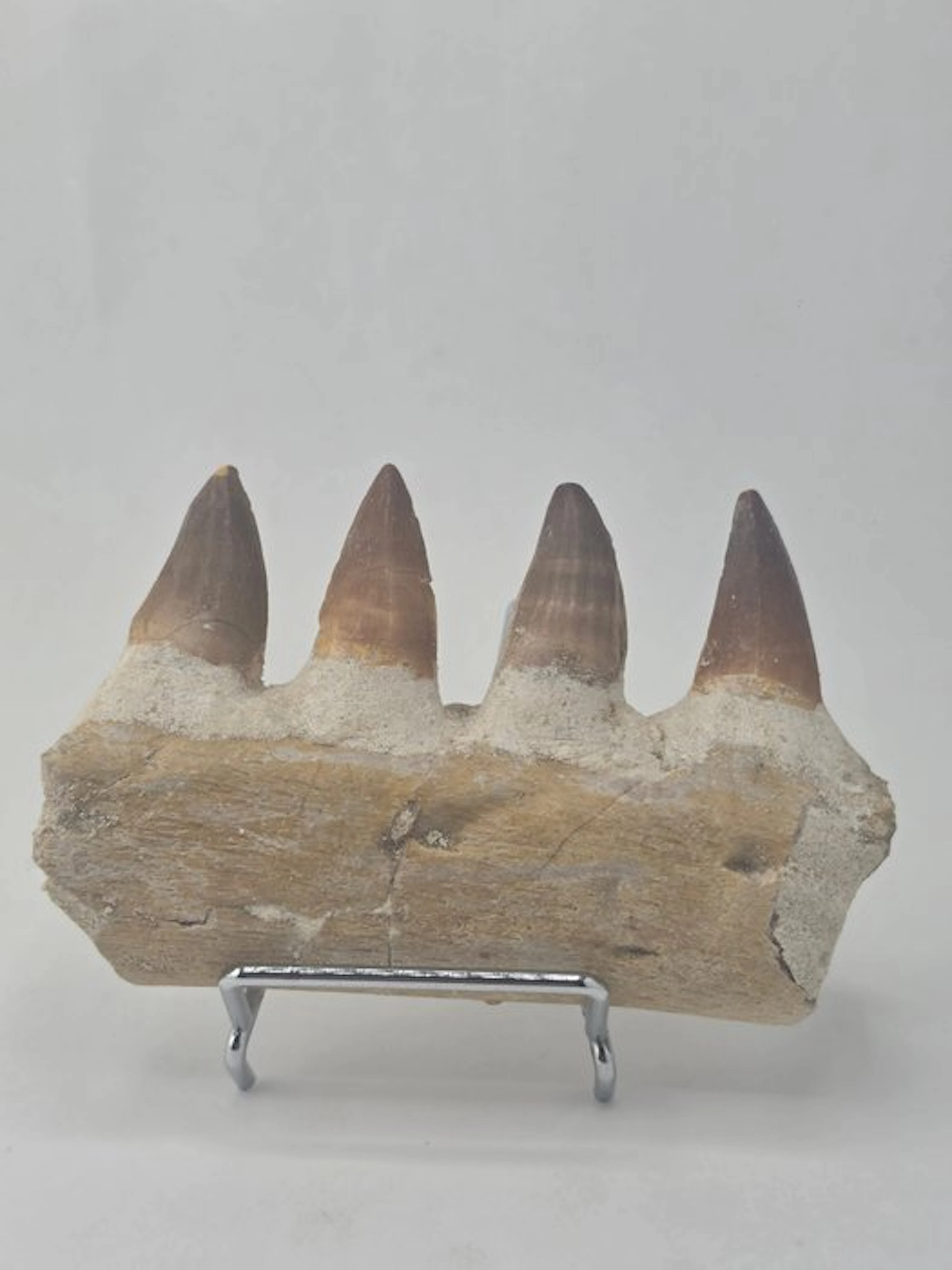 Mosasaur - Fossil tooth - Mosasaur jaw from Morocco (No reserve price)