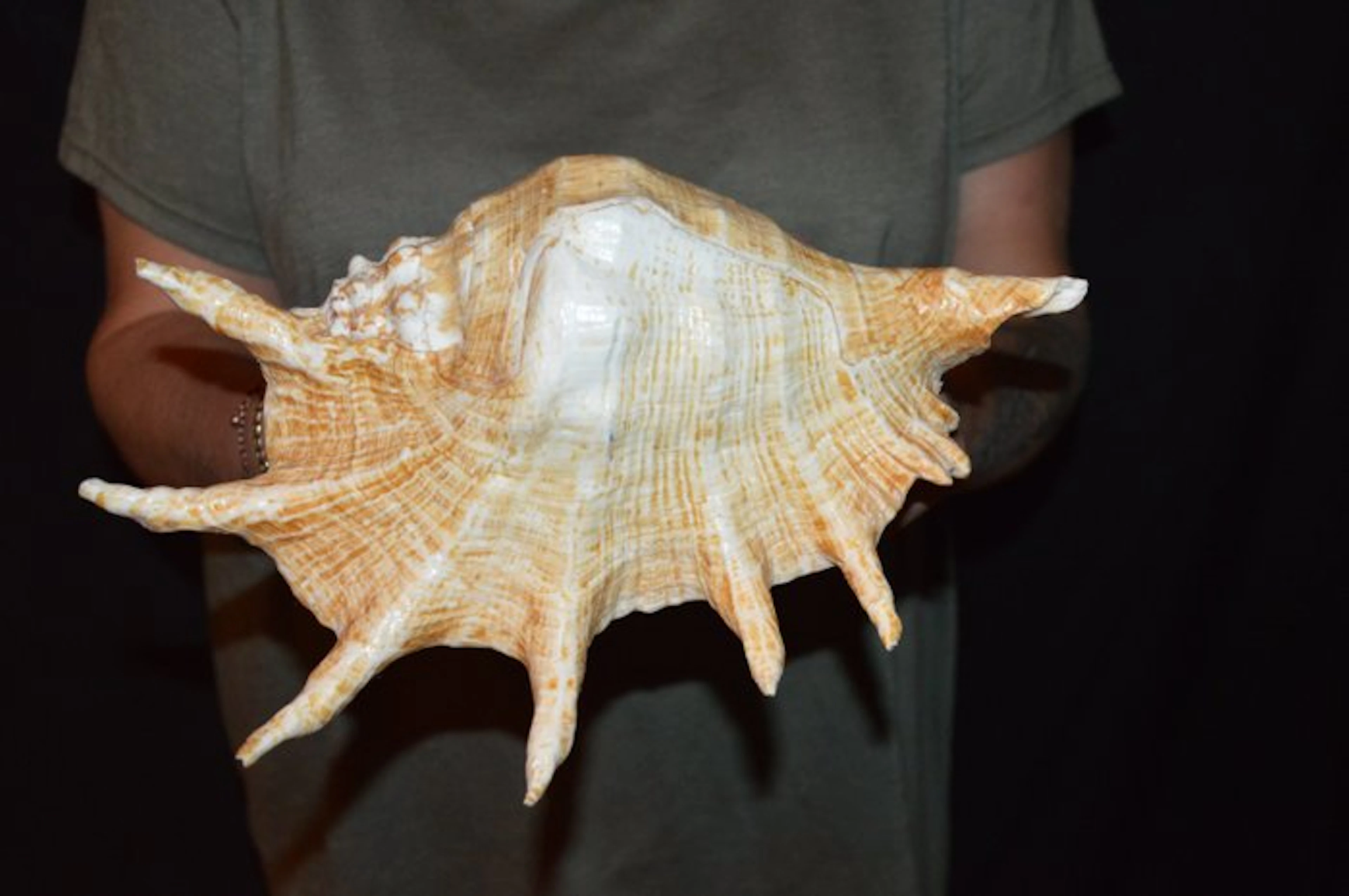 Sea Snail Sea shell - S-583 LAMBIS TRUNCATA (No reserve price)