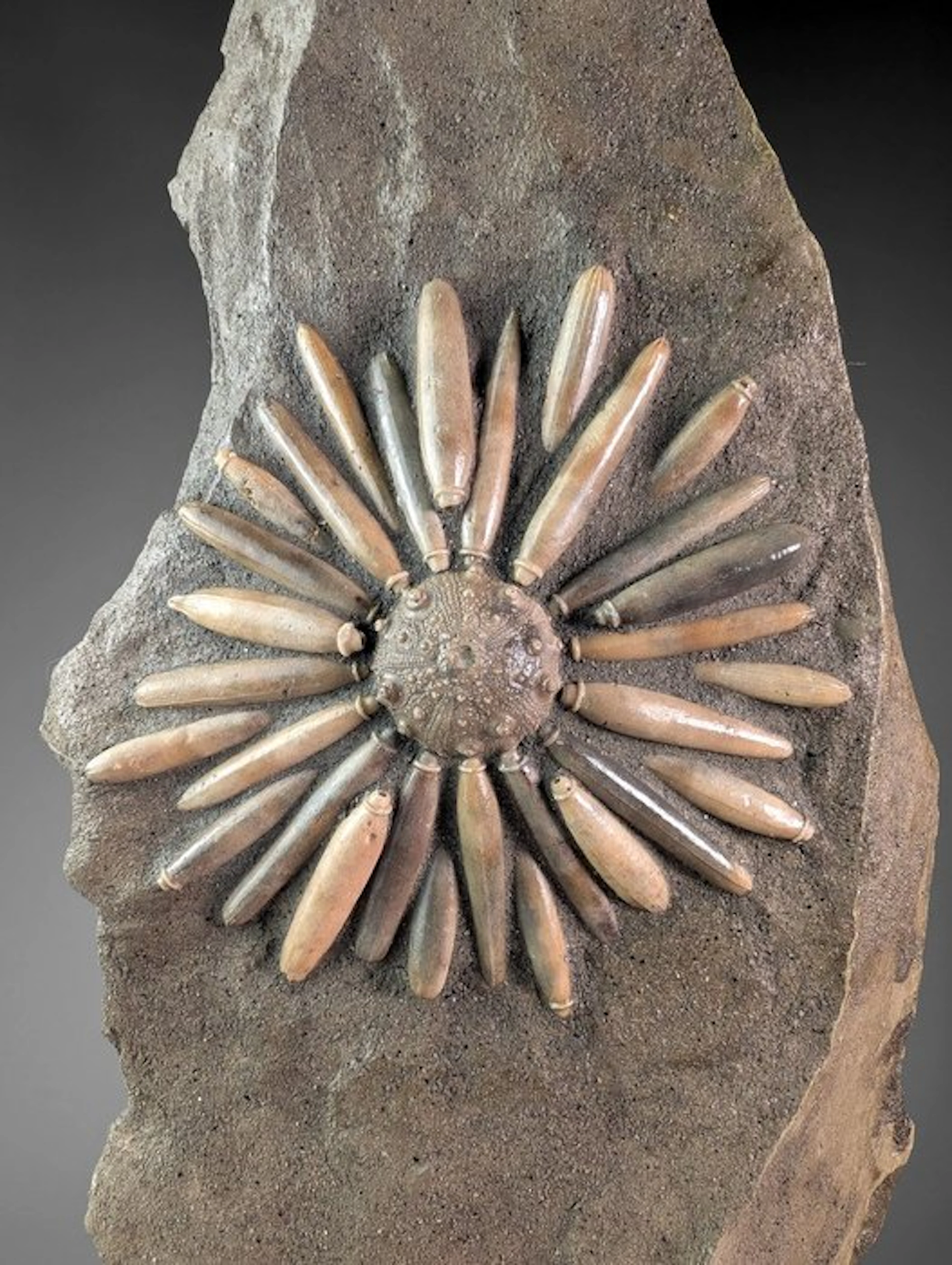Sea Urchin - Fossil matrix - Asterocidaris Bistriata - 26.5 cm - 12 cm
