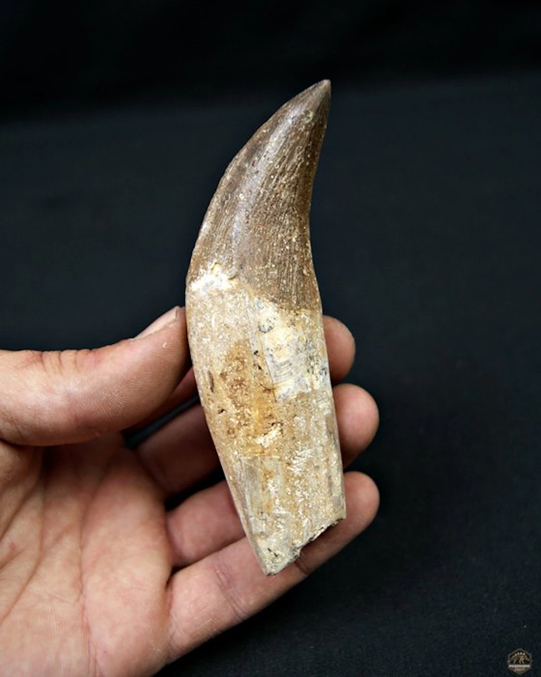 Basilosaurus (primitive whale) - Fossil molar - Colmillo...