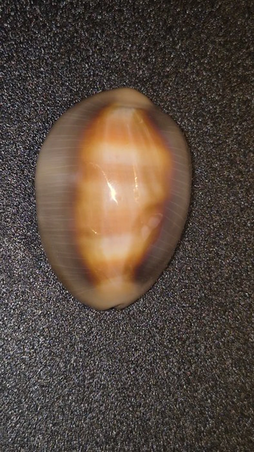 Conch Sea shell - Lyncina ventriculus ventriculus (No reserve price)