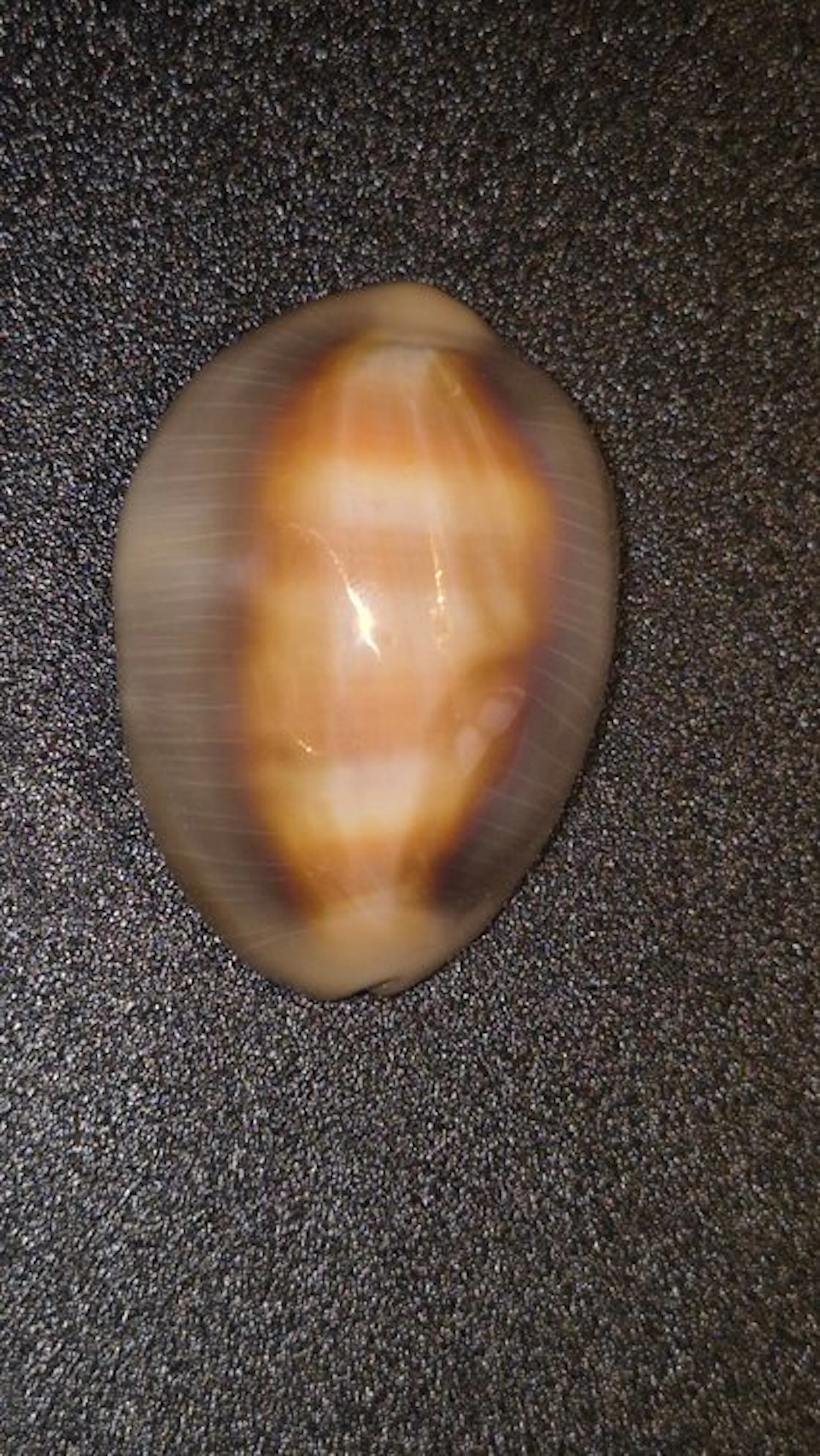 Conch Sea shell - Lyncina ventriculus ventriculus (No reserve price)
