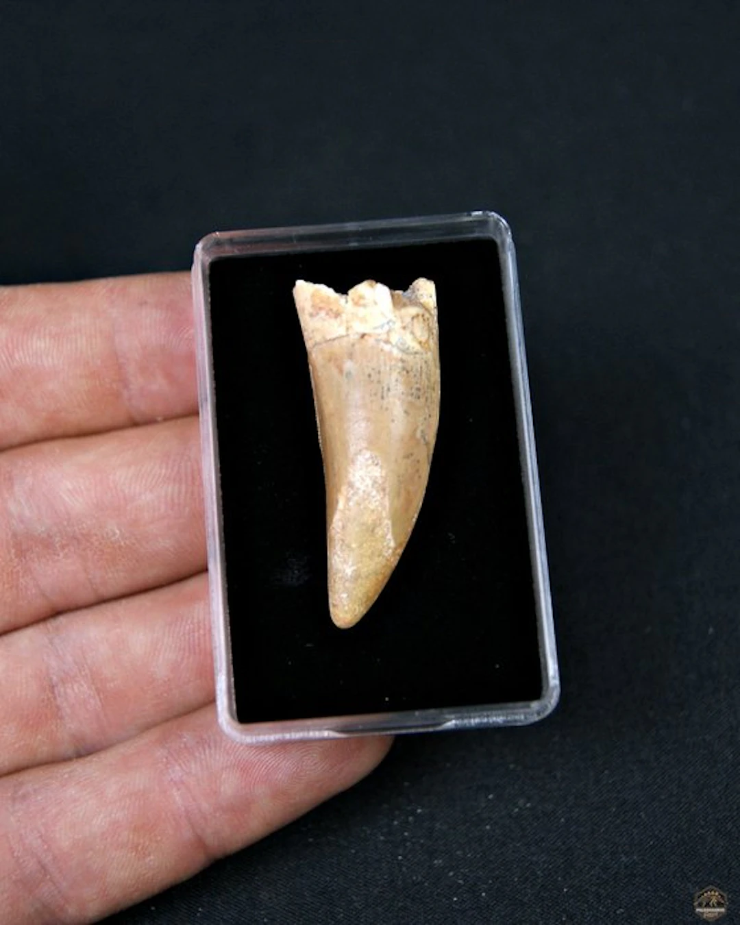African Theropod - Fossil tooth - Desconocido