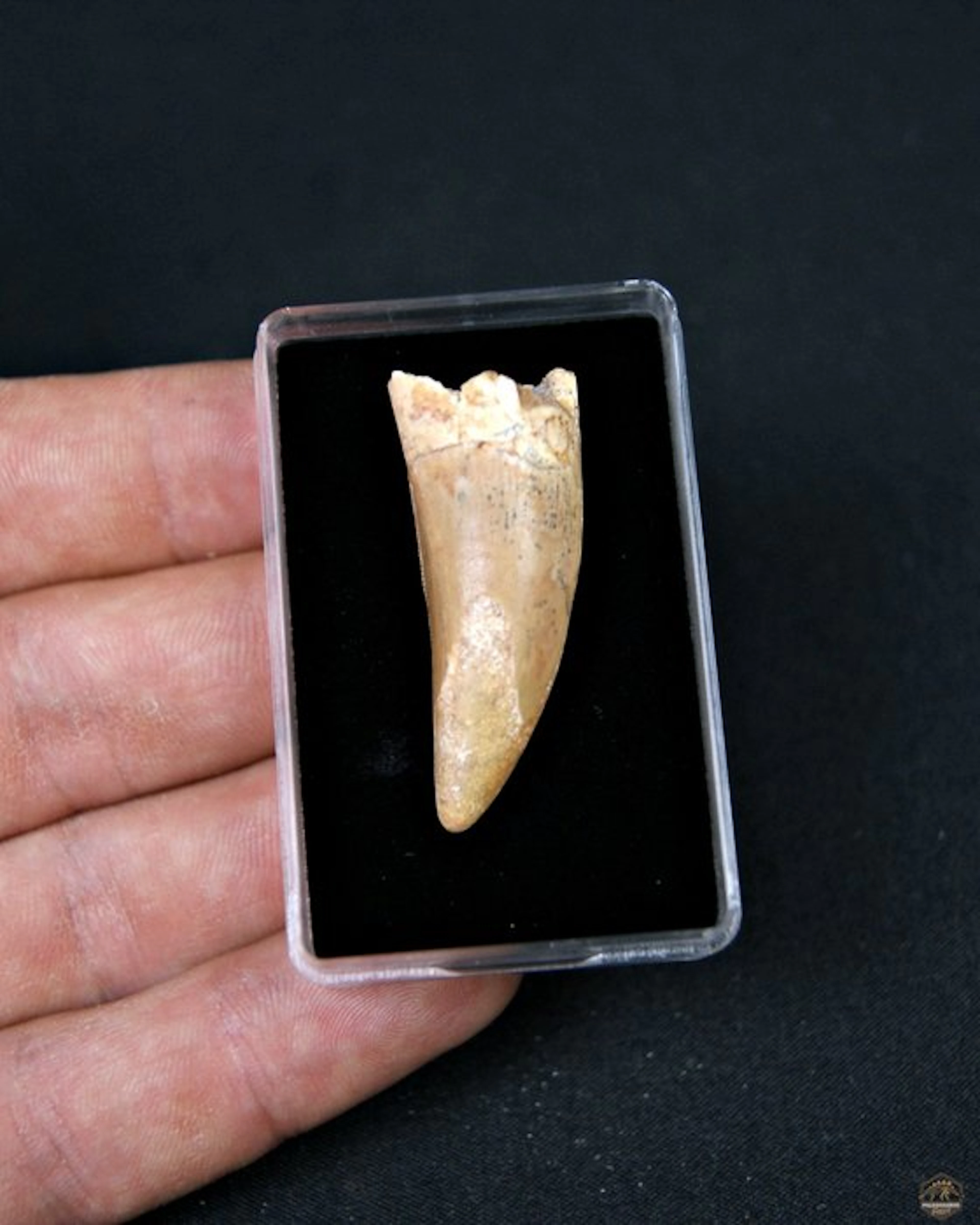 African Theropod - Fossil tooth - Desconocido