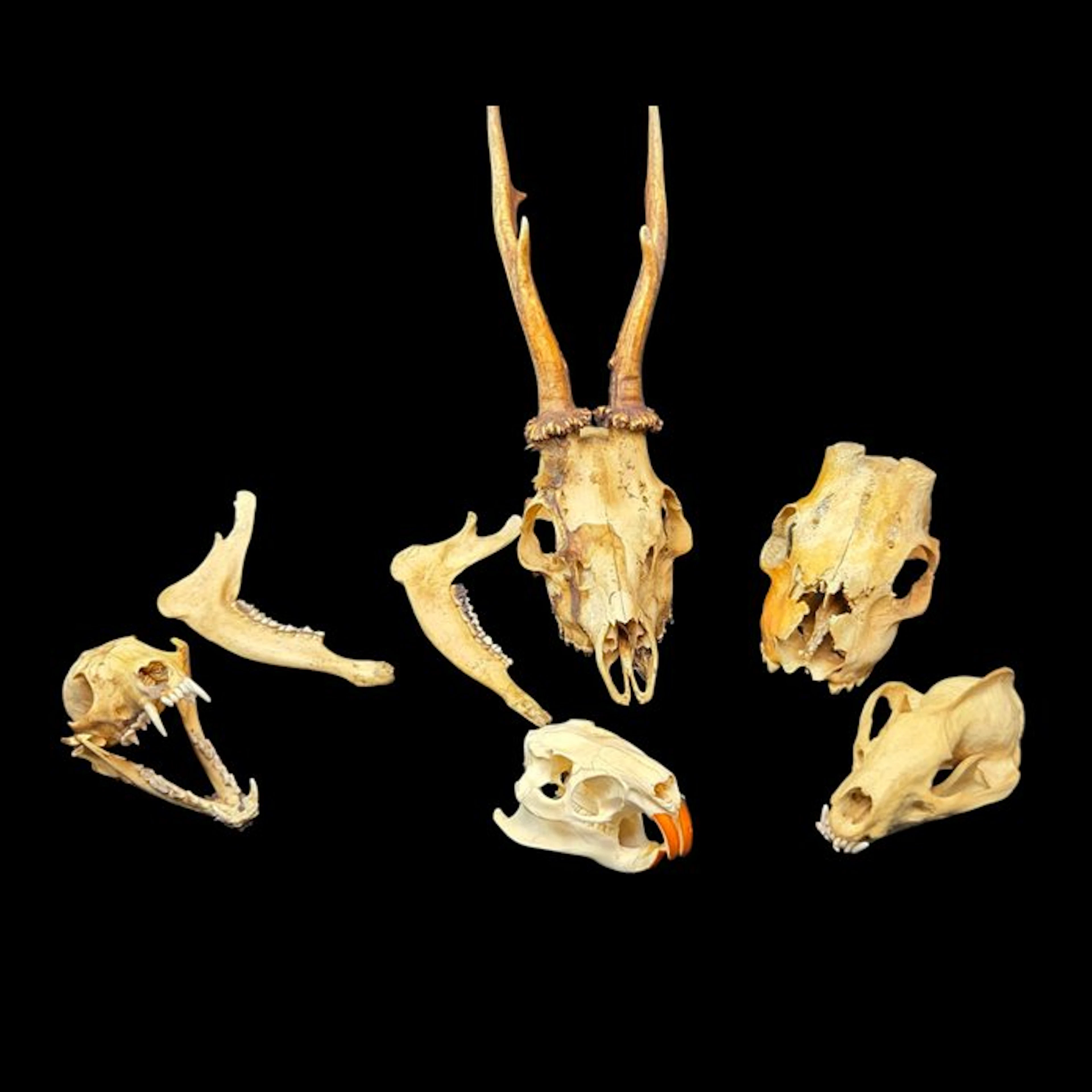 good skull lot : badger – fox – roe deer – coypu - Diorama - 2000-2010