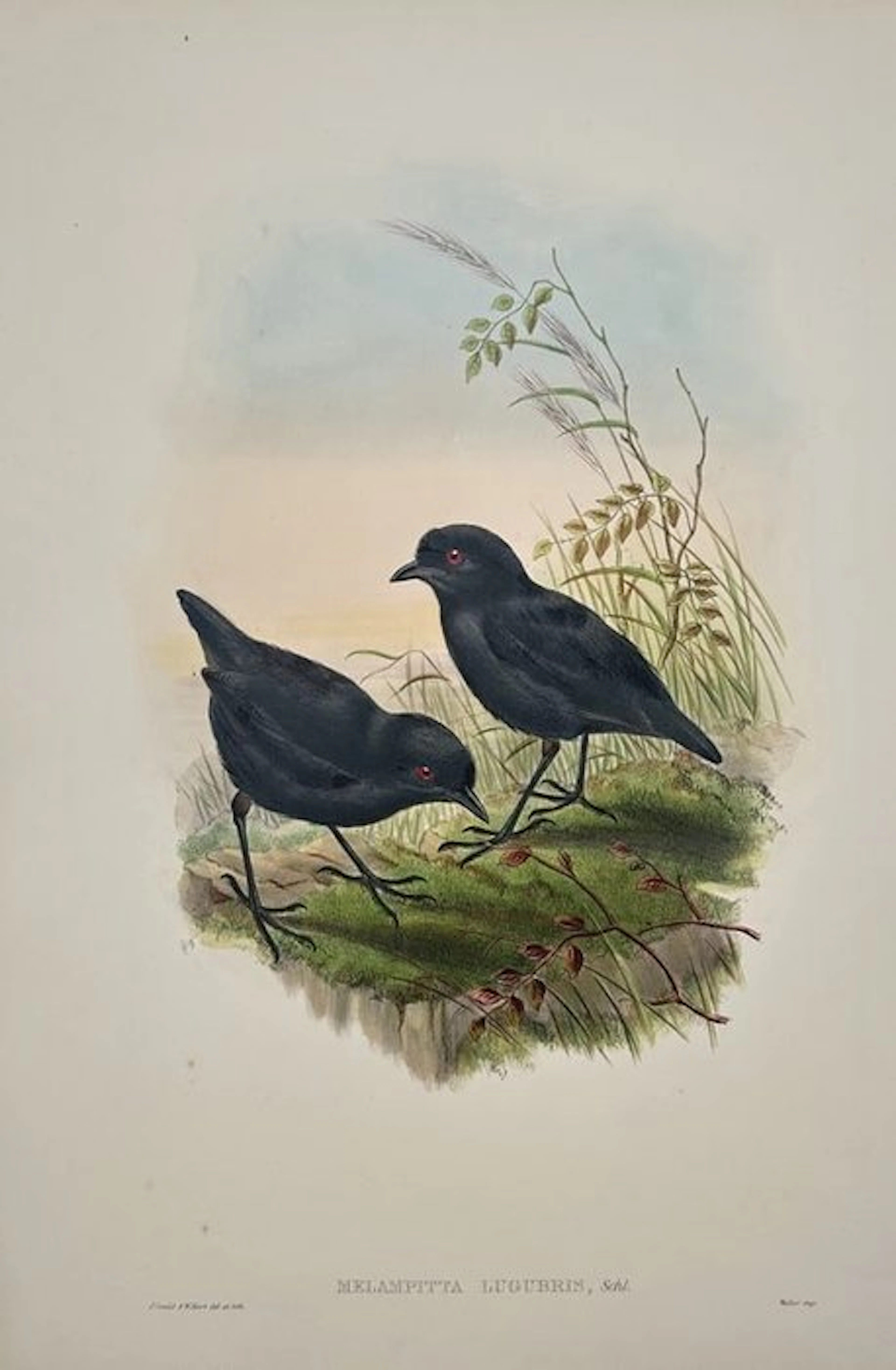 John Gould (1804–1881) - Lesser Melampitta / Melampitta Lugubris