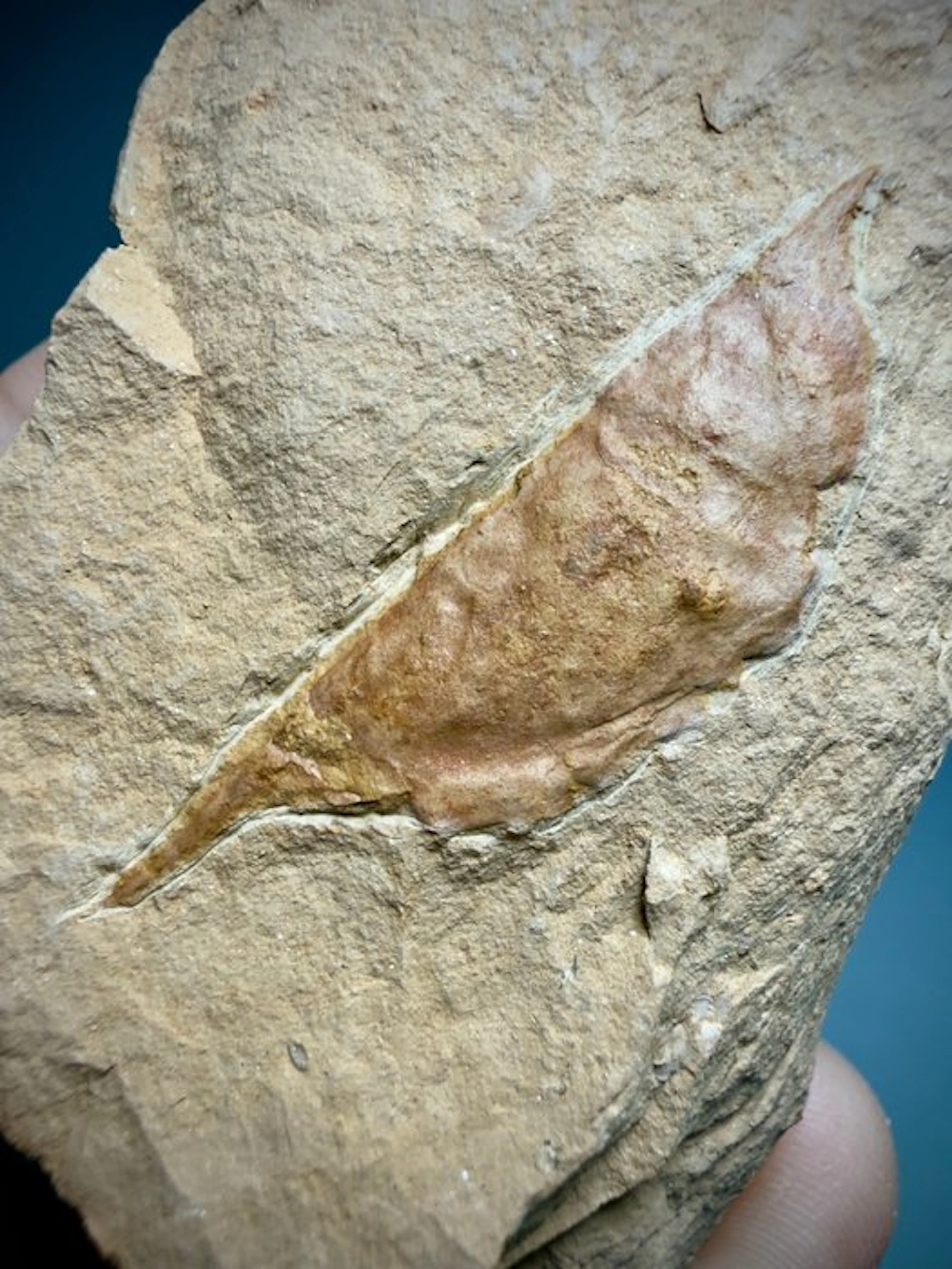 Rare Cambrian Arthropod- Beautiful Preservation – 518...