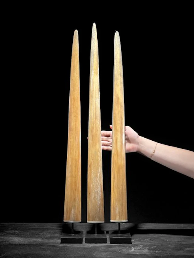 NO RESERVE PRICE - Stunning set of 3 Swordfish Tusks...