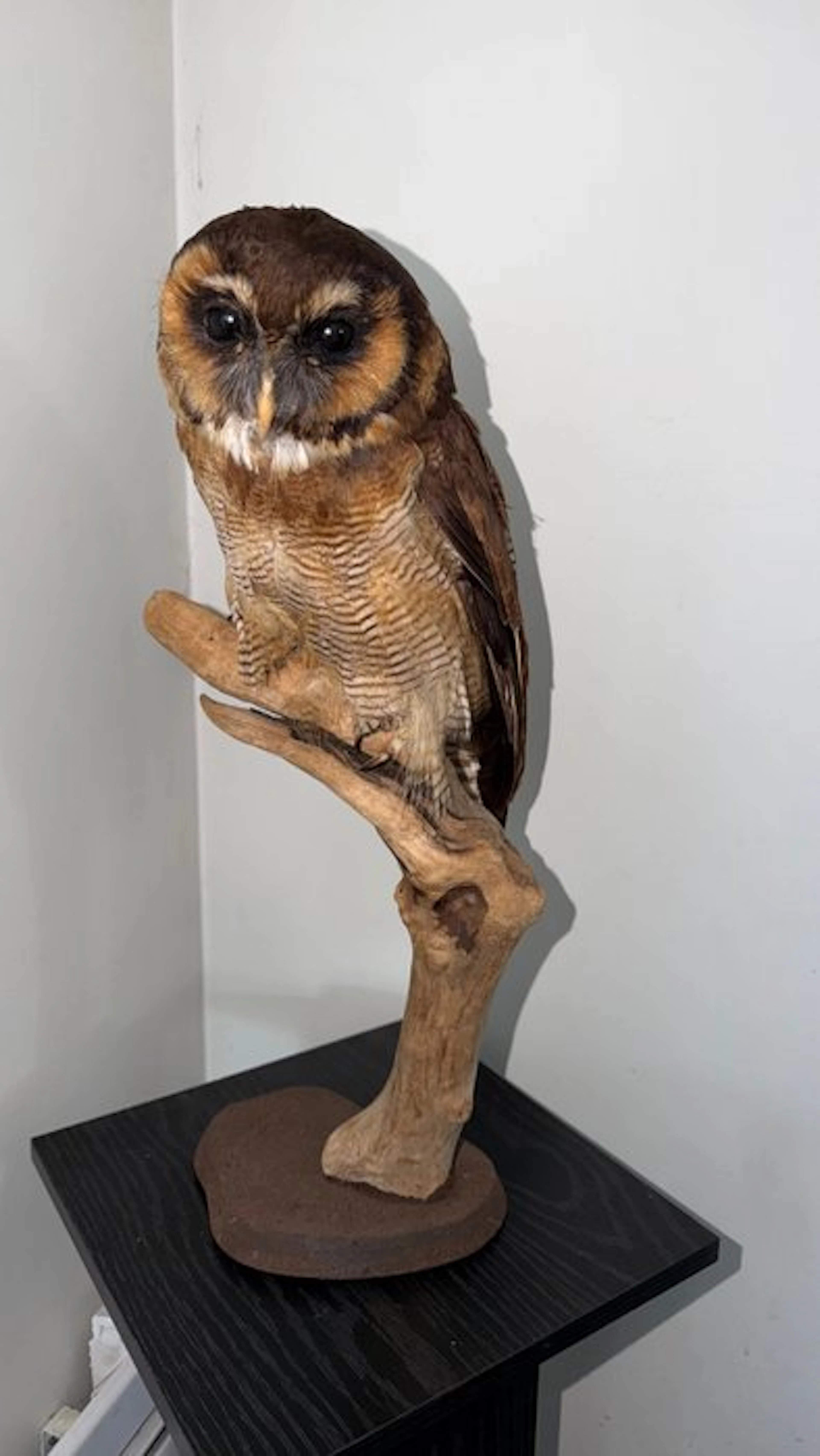 Brown wood owl Taxidermy full body mount - Strix...