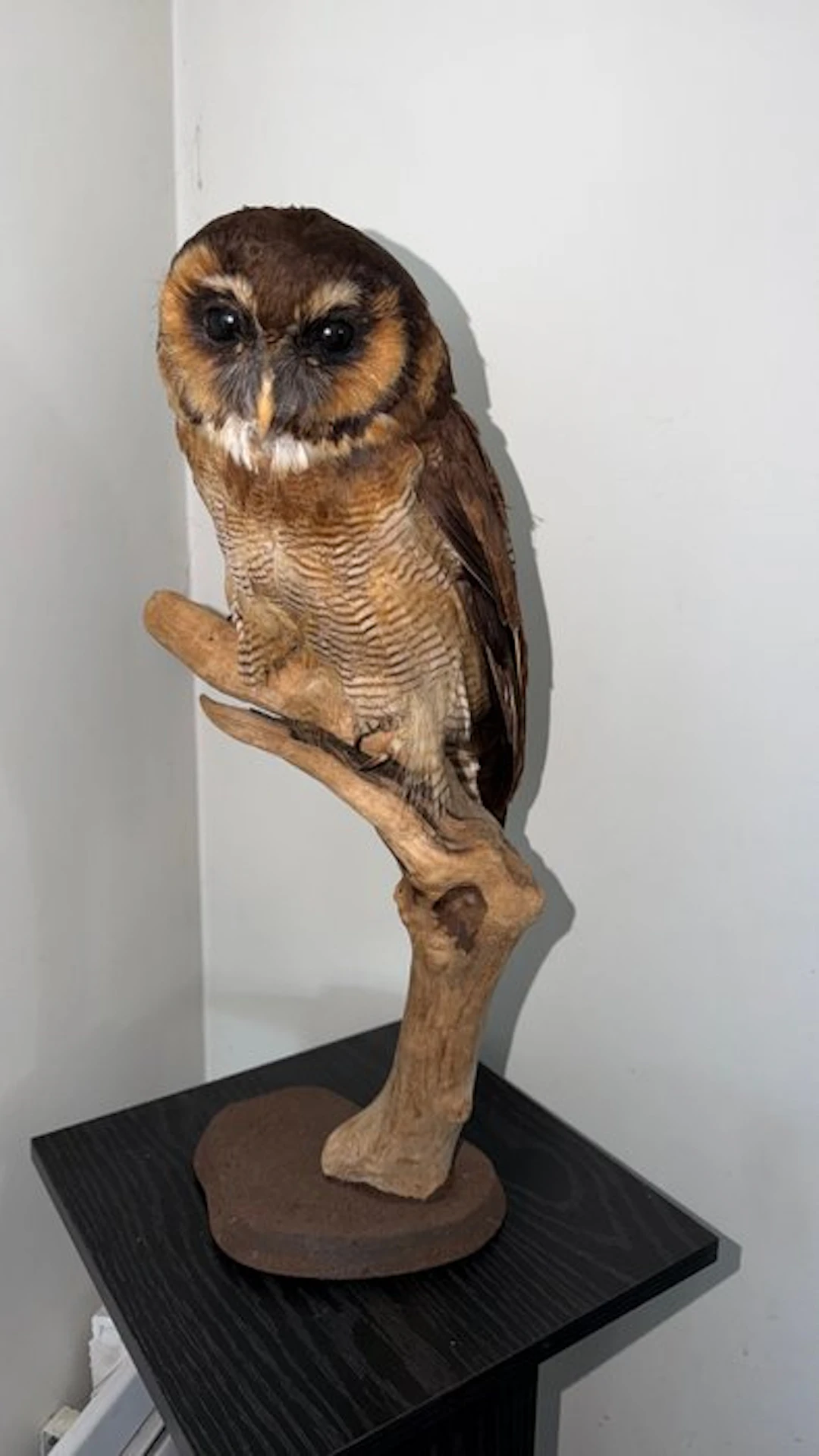Brown wood owl Taxidermy full body mount - Strix...
