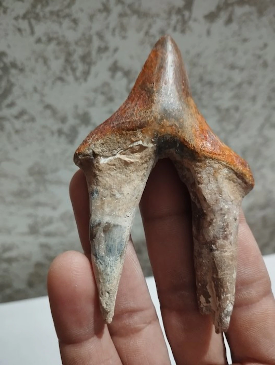 Whale - Fossil tooth - 8 cm - 3.5 cm