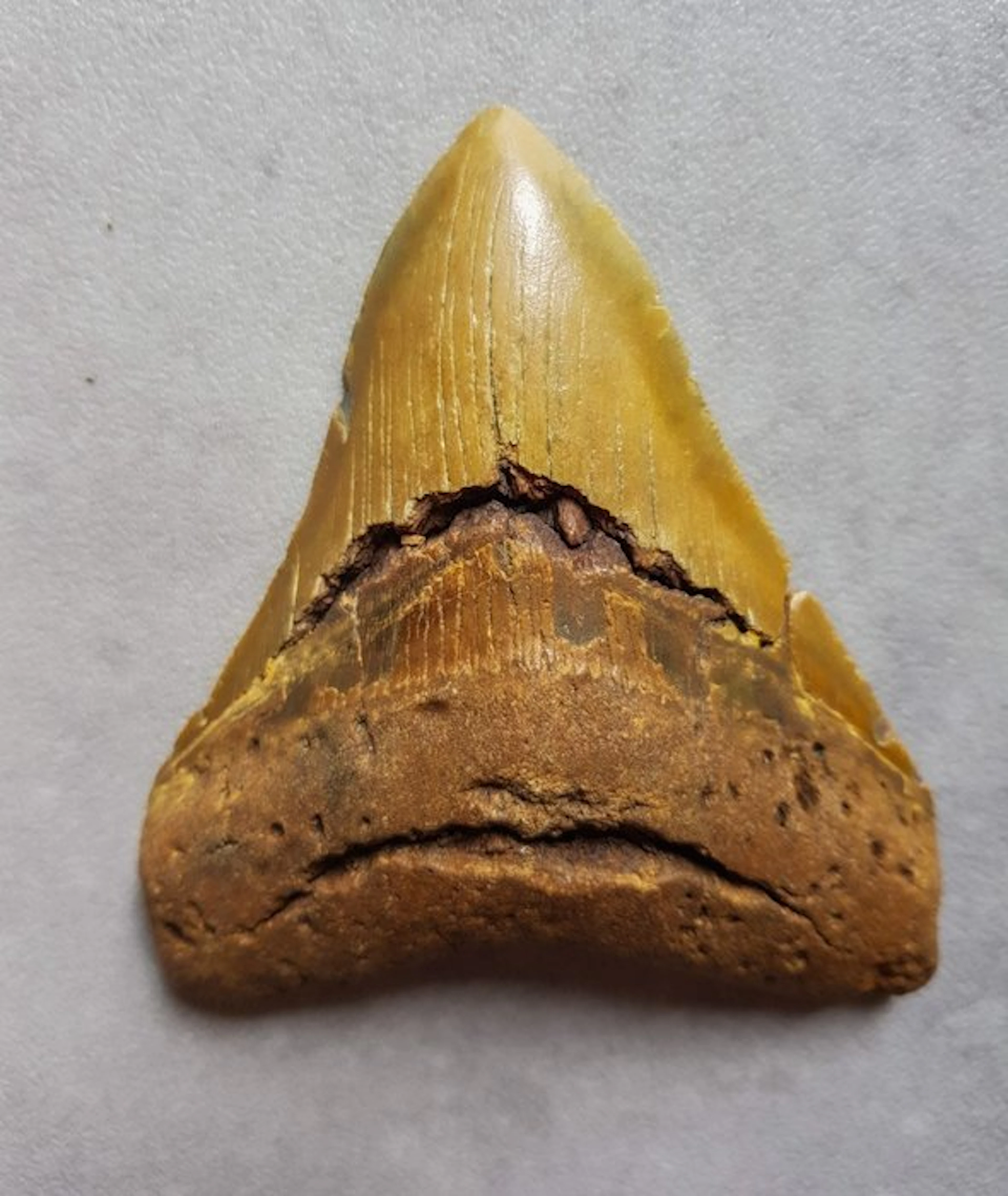 Megalodon - Fossil tooth - 12 cm - 9.7 cm