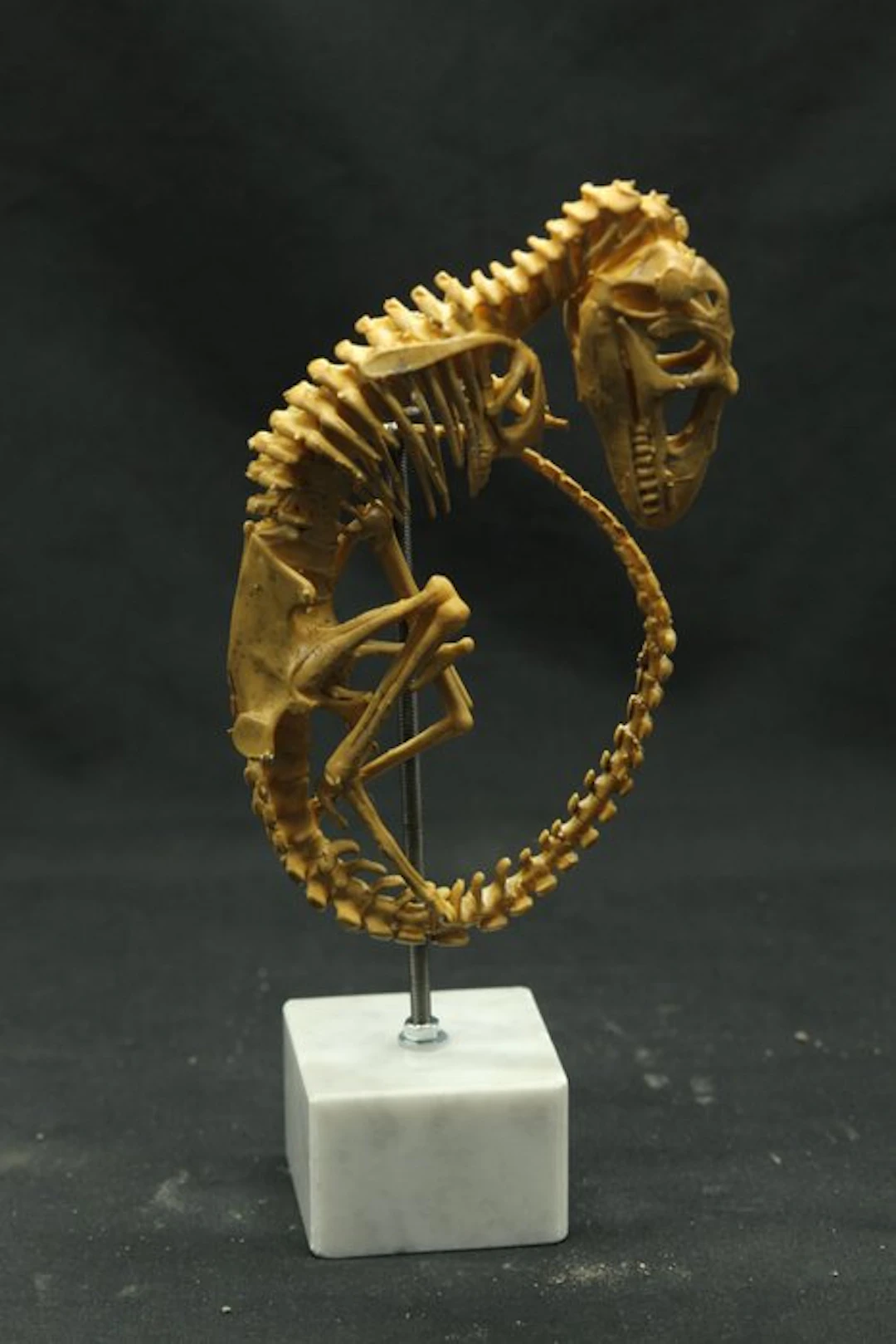 Detailed Resin Replica – Velociraptor Foetus Skeleton on...