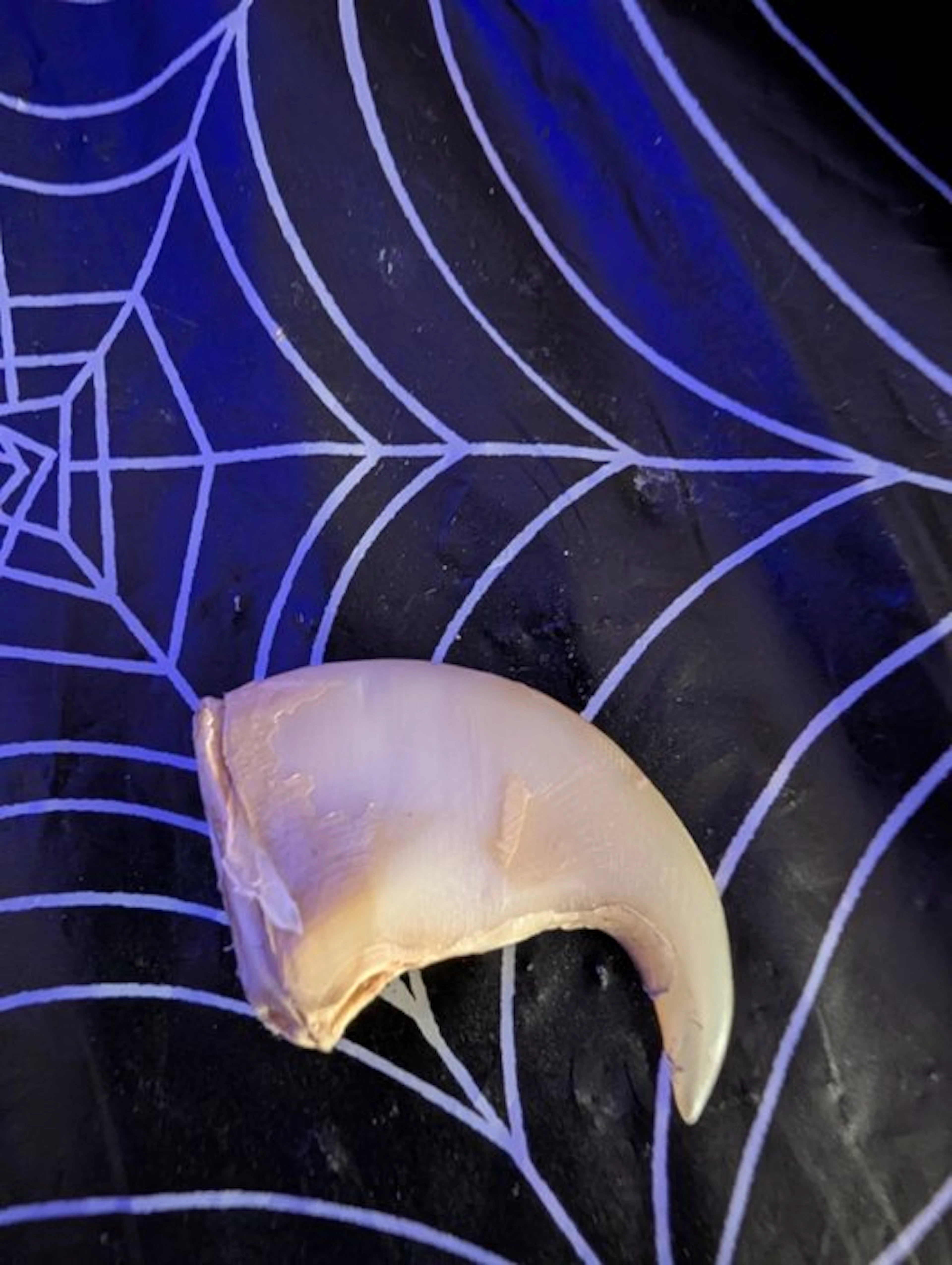 African Lion Claw Bone - Panthera leo - 35 mm - 37 mm...
