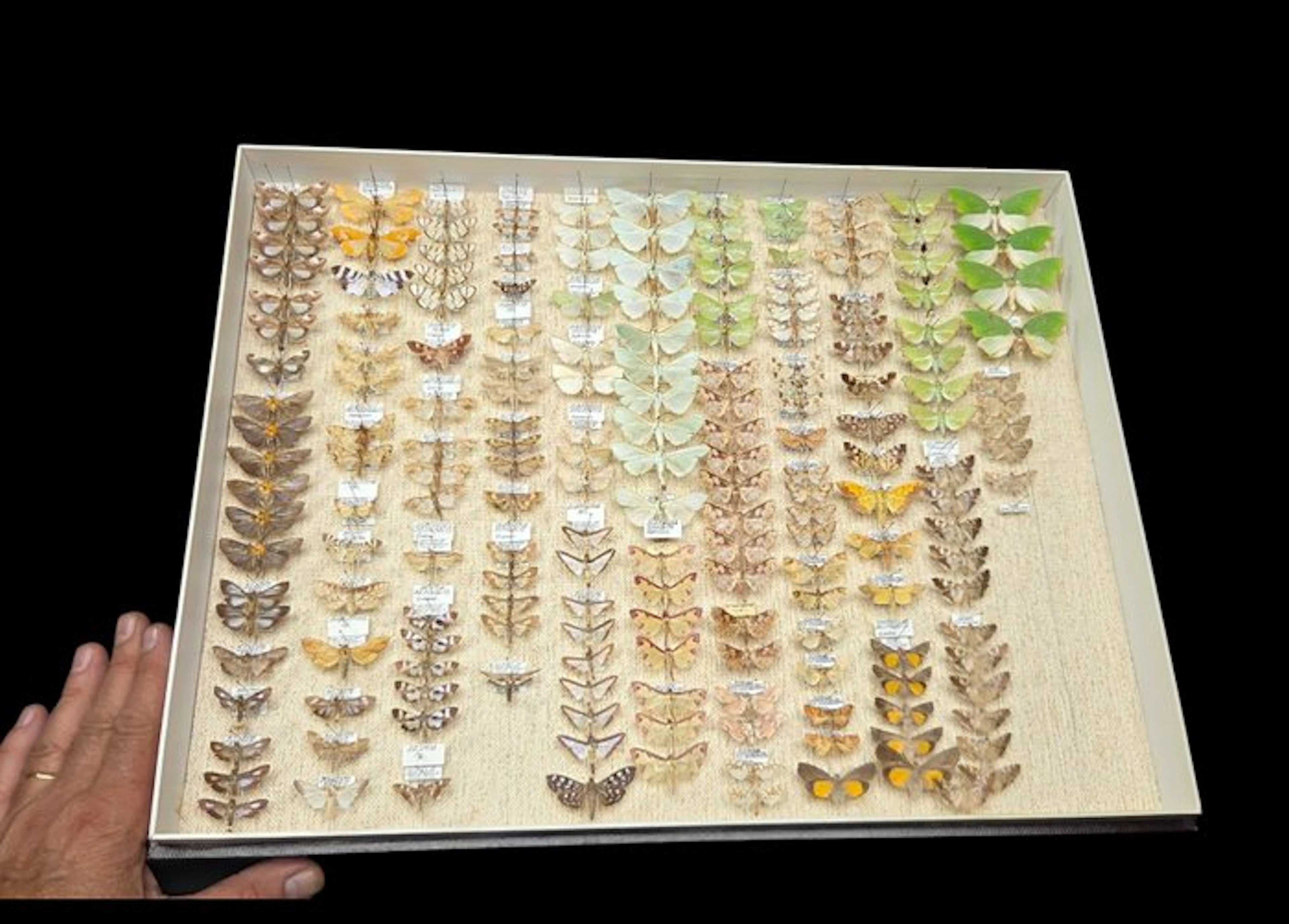 Pyralidae -Amerique-Afrique-the collection's butterfly...