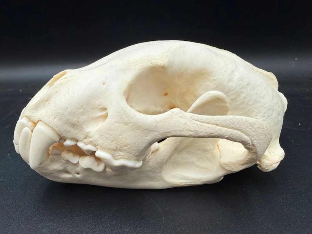 Wolverine/Carcajou Skull - Gulo Gulo - 8 cm - 10 cm - 16 cm - (1)