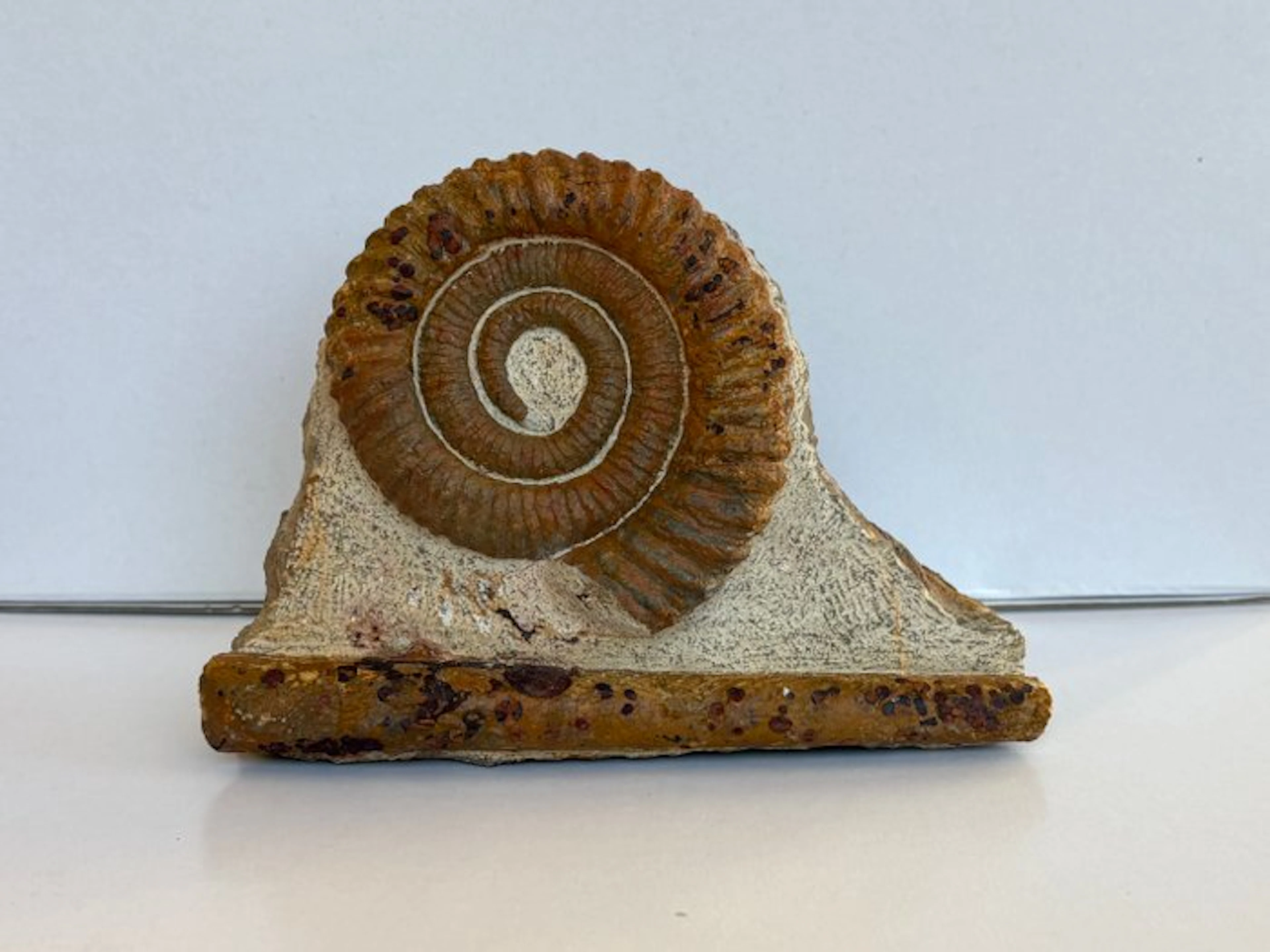 Ammonite - Fossil skeleton - Anectoceras - 12 cm - 16 cm