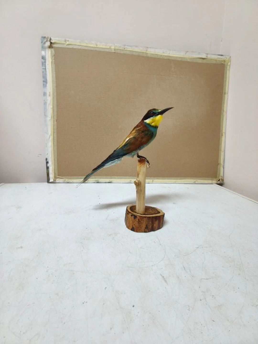 Bee-eater Taxidermy full body mount - Merops apiaster...