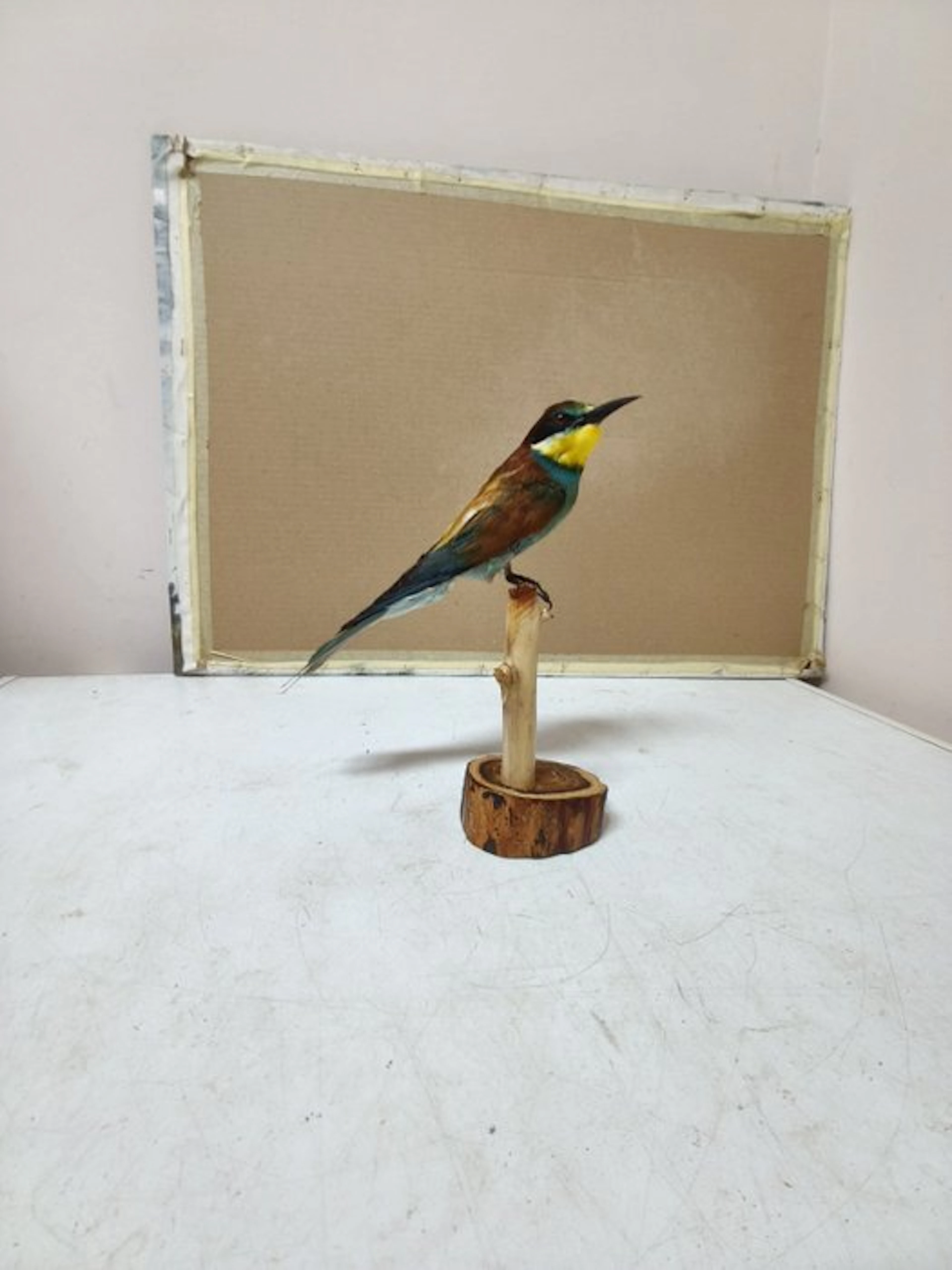 Bee-eater Taxidermy full body mount - Merops apiaster...