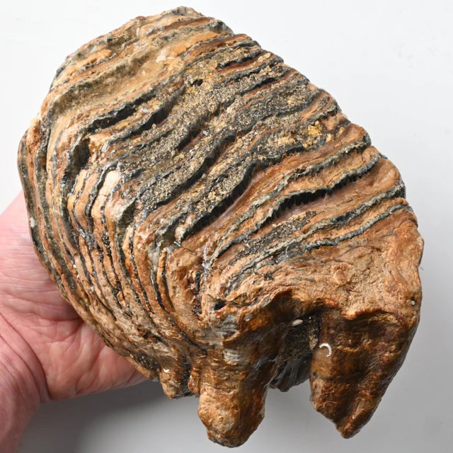 Woolly Mammoth - Fossil tooth - Mammuthus primigenius...