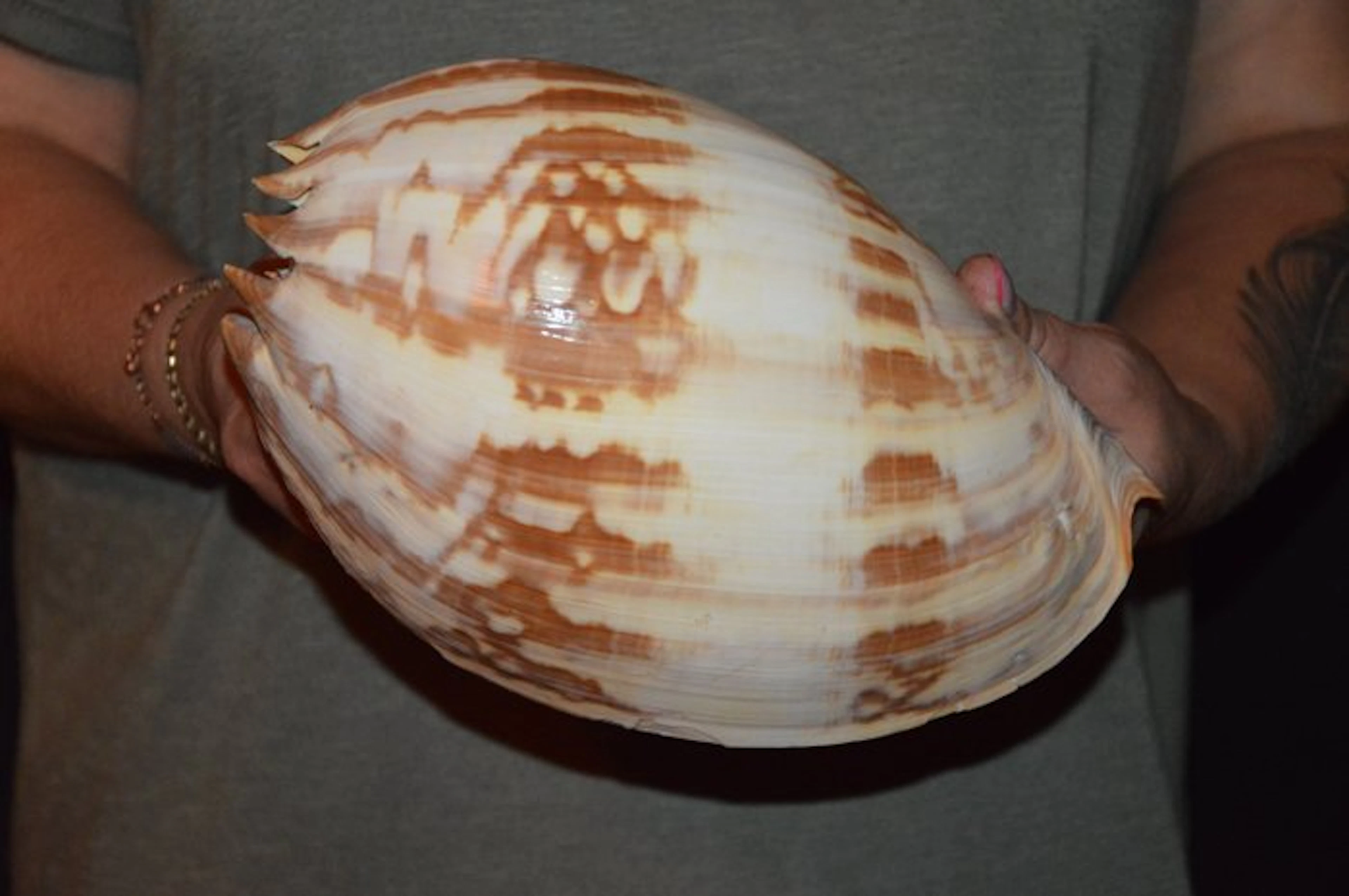 Sea Snail Sea shell - S-599 MELO UMBILICATUS (No reserve price)