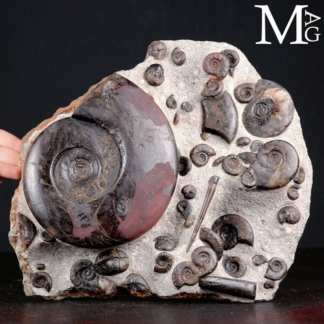 Exclusive Fossil Slab with Cheiloceras Subpartitum and...