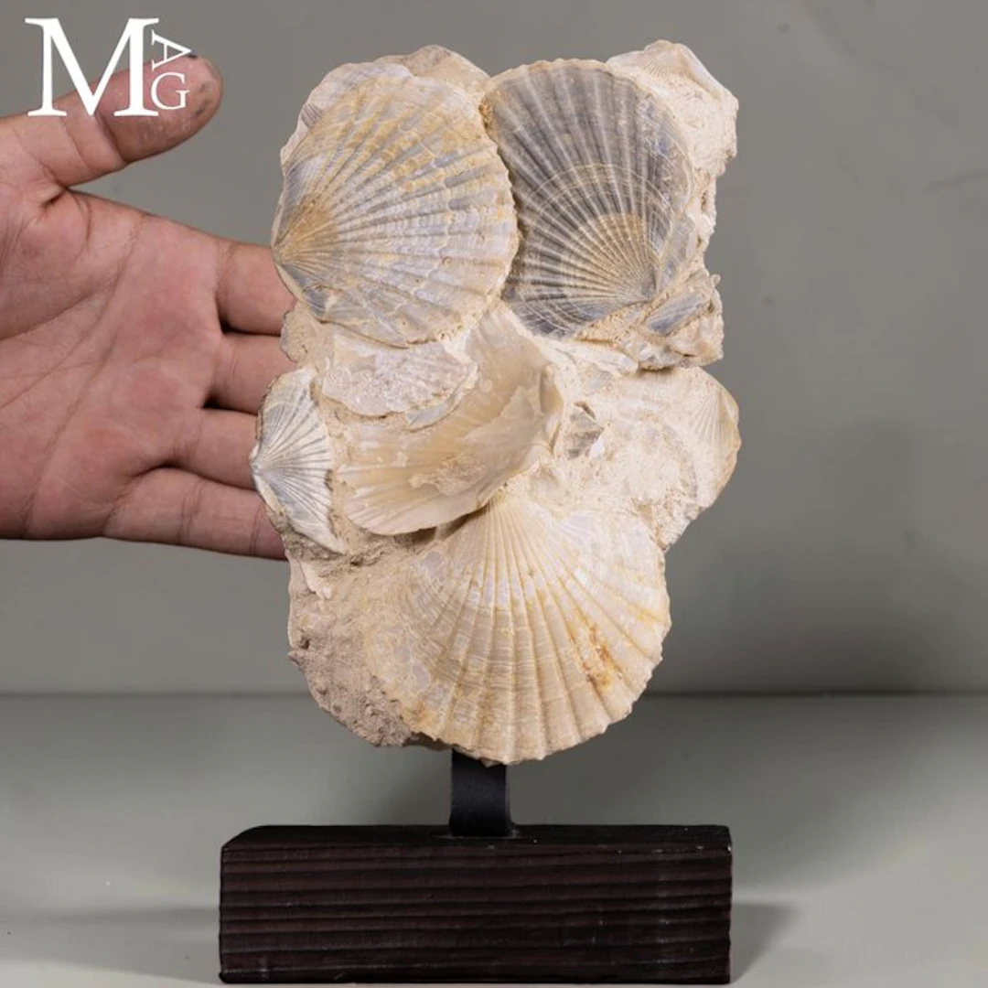 Miocene Fossil Pectinidae – Natural Shell Aggregate –...