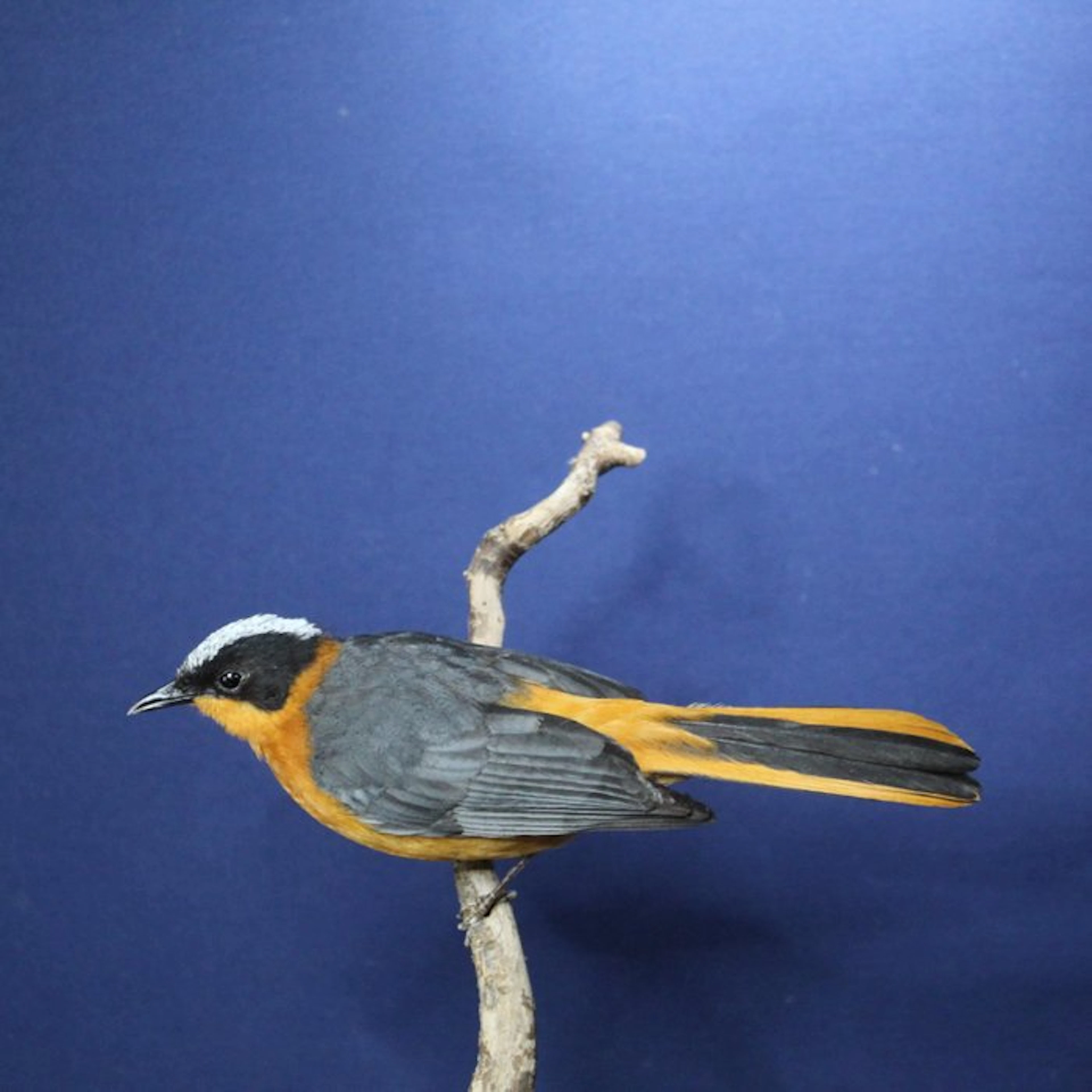 White-capped Redstart Taxidermy full body mount...